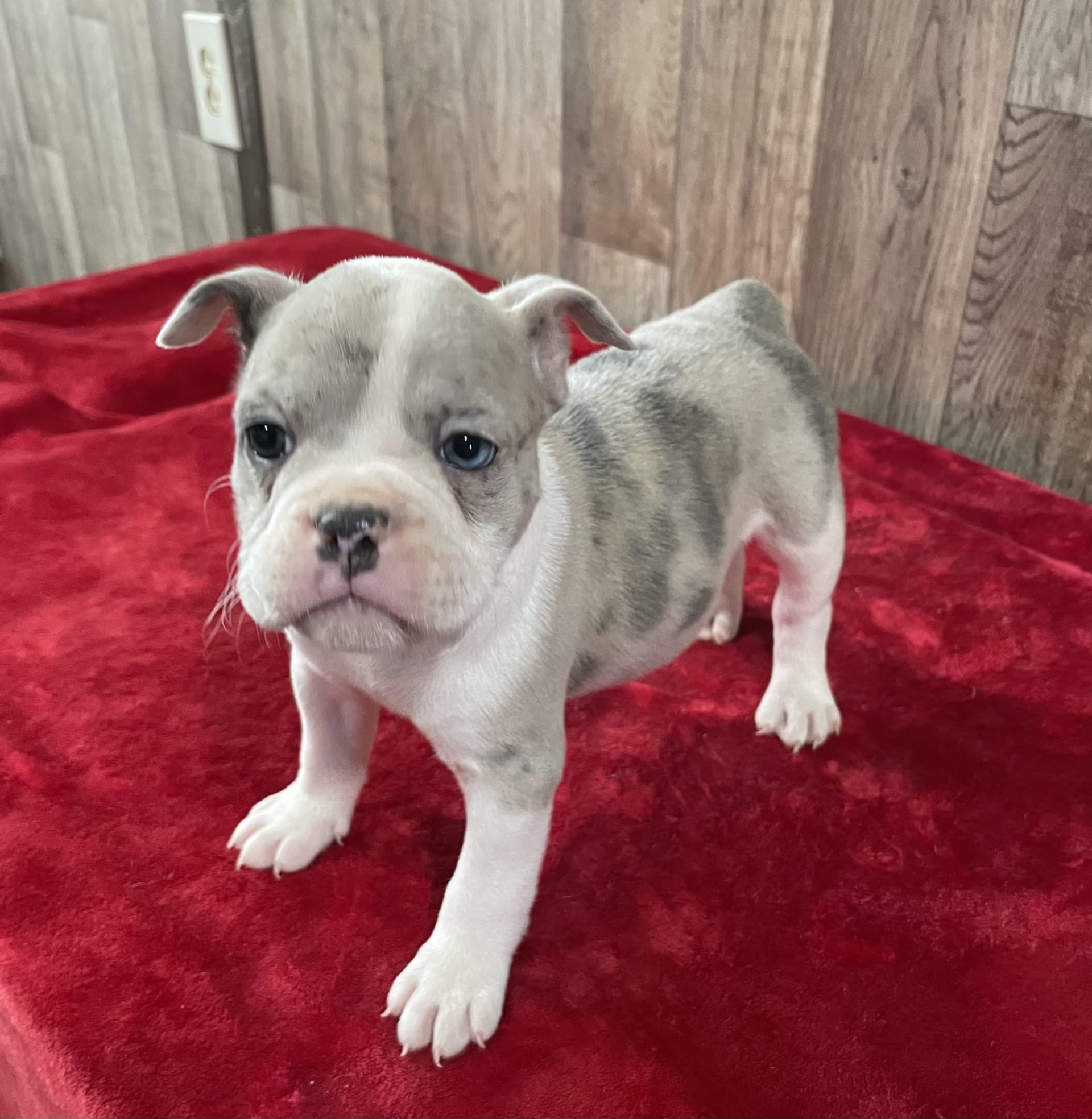 darla-english-bulldog-and-french-bulldog-hybrid-puppy-for-sale-in