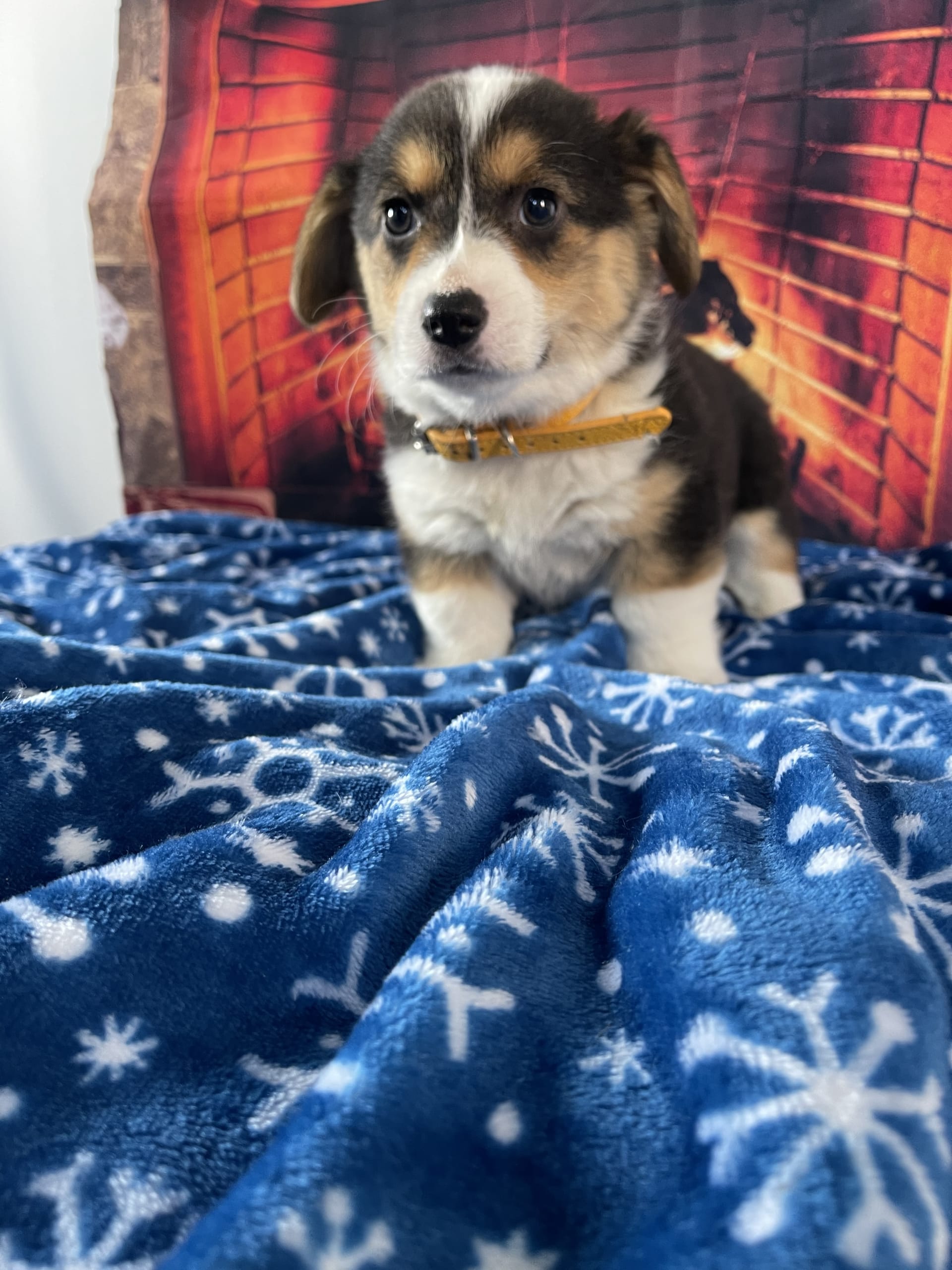 Dory Welsh (Pembroke) Puppy for Sale in Lancaster, PA Lancaster Puppies