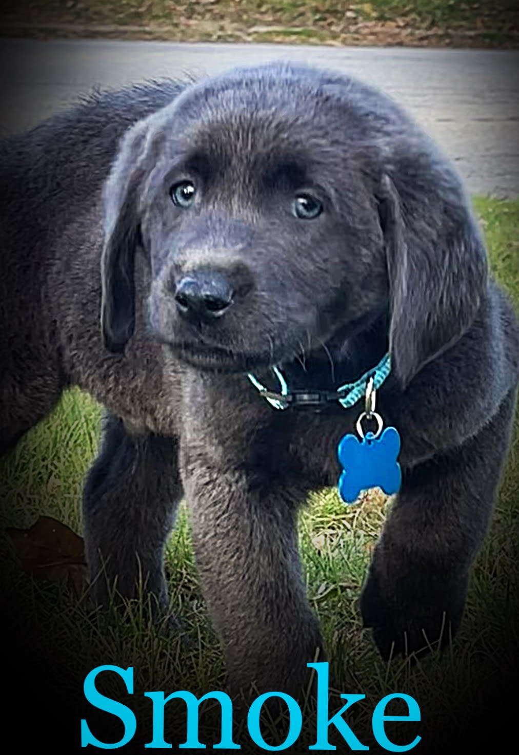 Smoke Labrador Retriever Puppy for Sale in Youngstown, OH Lancaster