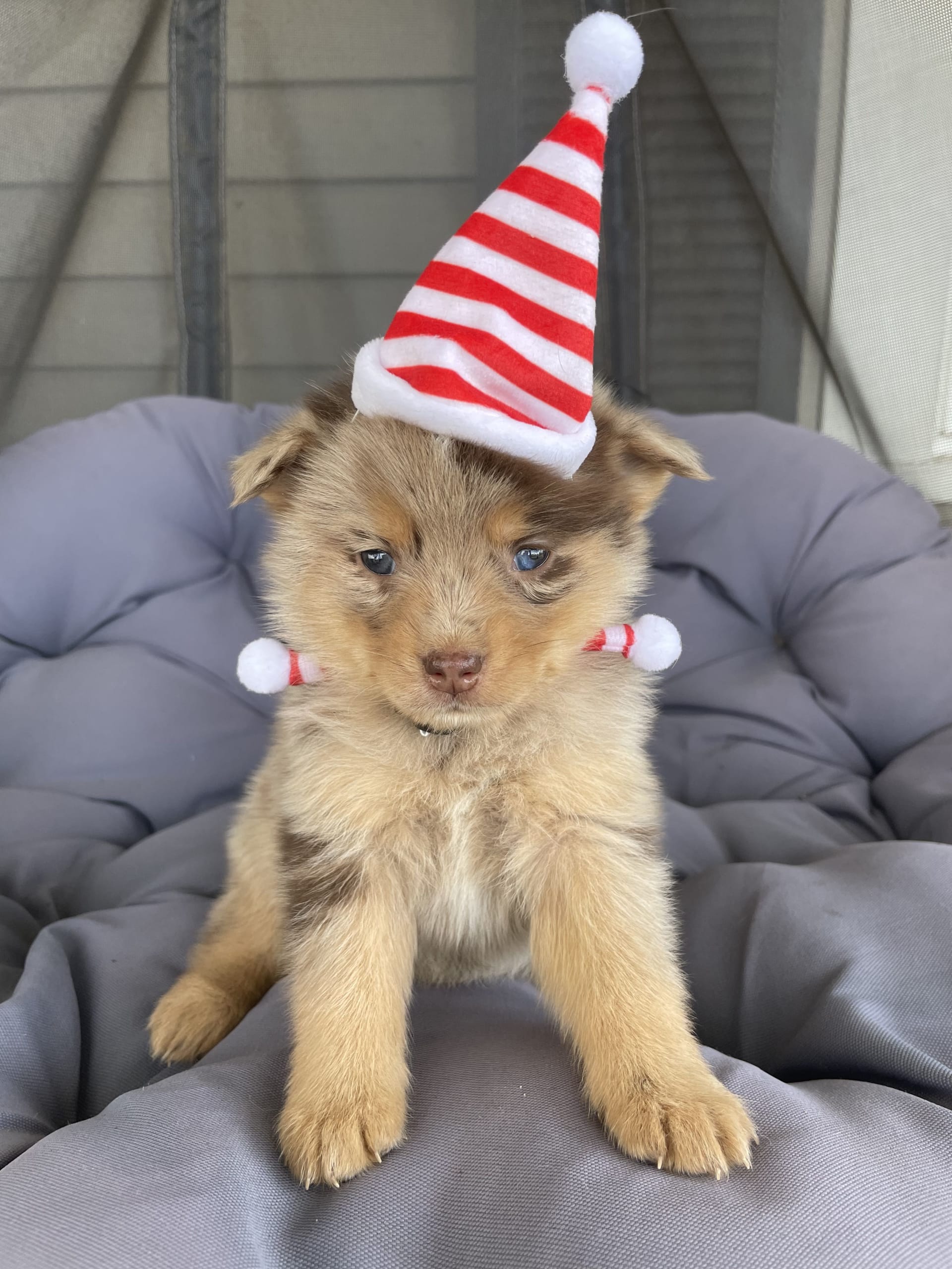 Cookie Pomsky Puppy for Sale in Kettering, OH Lancaster Puppies