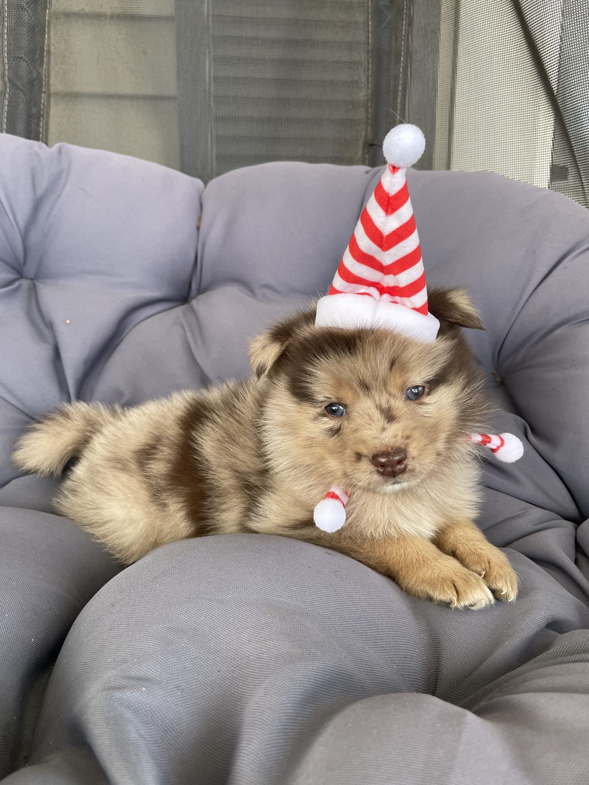 Biscuit Pomsky Puppy for Sale in Kettering, OH Lancaster Puppies