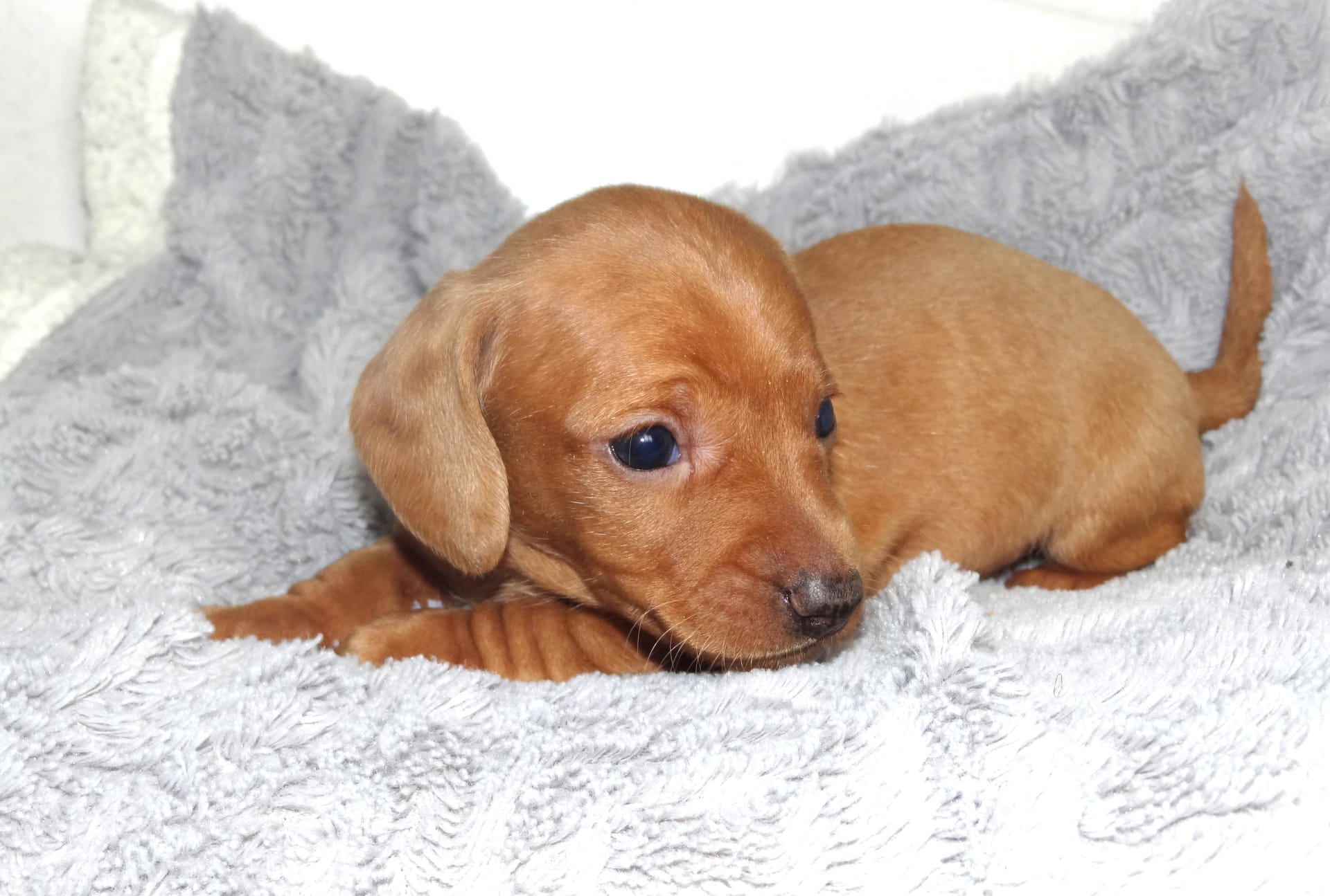 Joey Dachshund Miniature Puppy for Sale in Apple Creek, OH