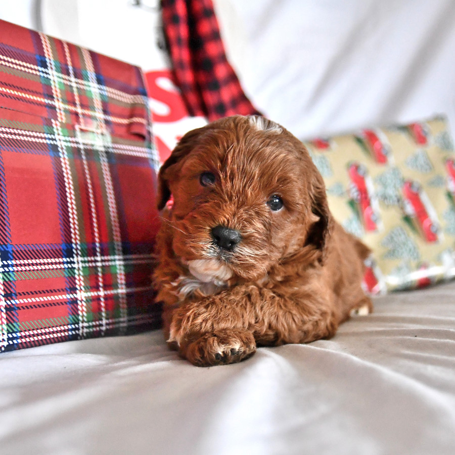 Calloway Cavapoo Puppy for Sale in Knox, PA Lancaster Puppies
