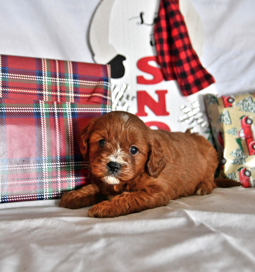 Captain Cavapoo Puppy for Sale in Knox, PA Lancaster Puppies