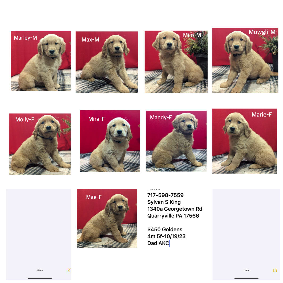 Sylvan S King Lancaster Puppies