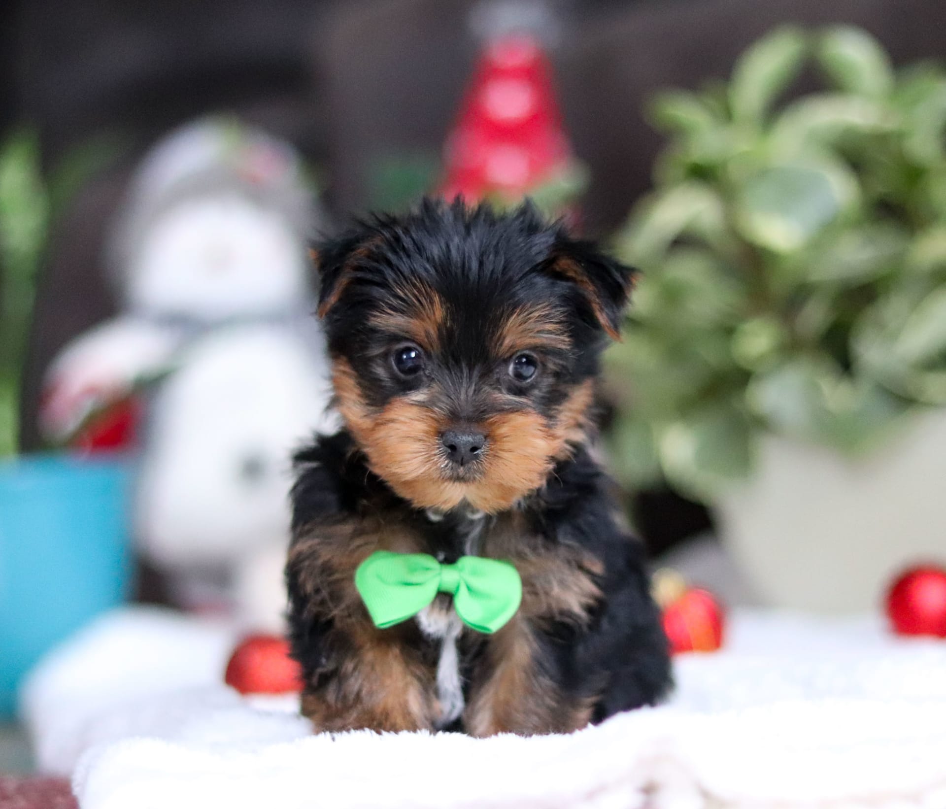 Lonnie Yorkshire Terrier Puppy for Sale in Baltic, OH Lancaster Puppies