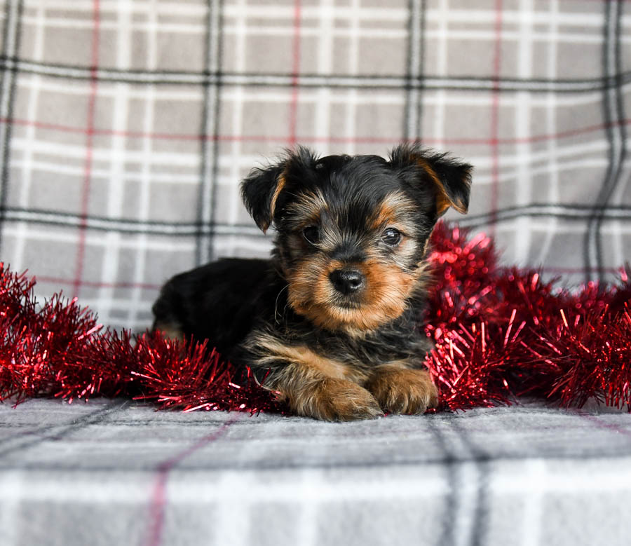 Dash Yorkshire Terrier Puppy for Sale in Gap, PA Lancaster Puppies