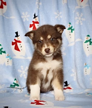 Addy - Australian Shepherd and Siberian Husky Hybrid Puppy for Sale in