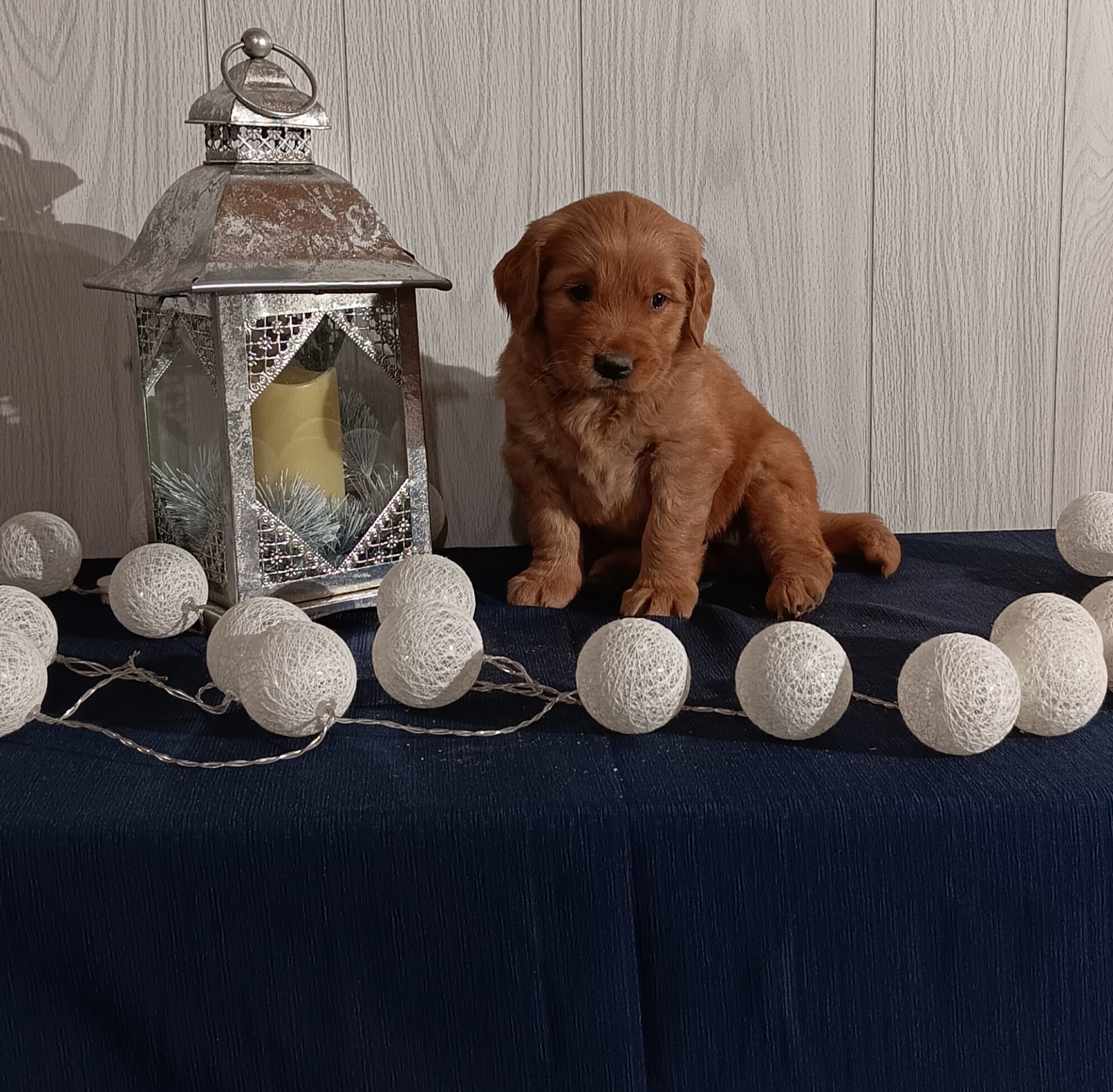 Cinnamon Golden Retriever Puppy for Sale in Fredericksburg, OH