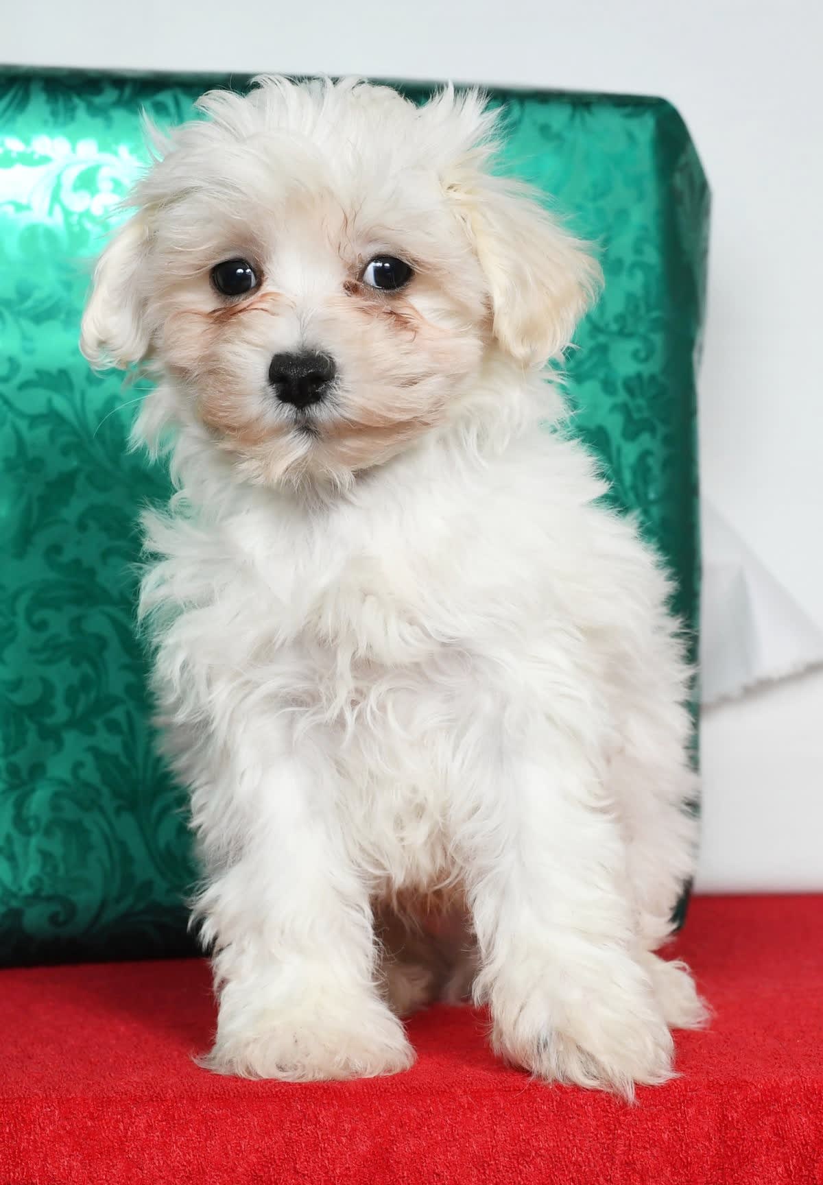 Olaf Maltese and Bichon Frise Hybrid Puppy for Sale in Fresno, OH