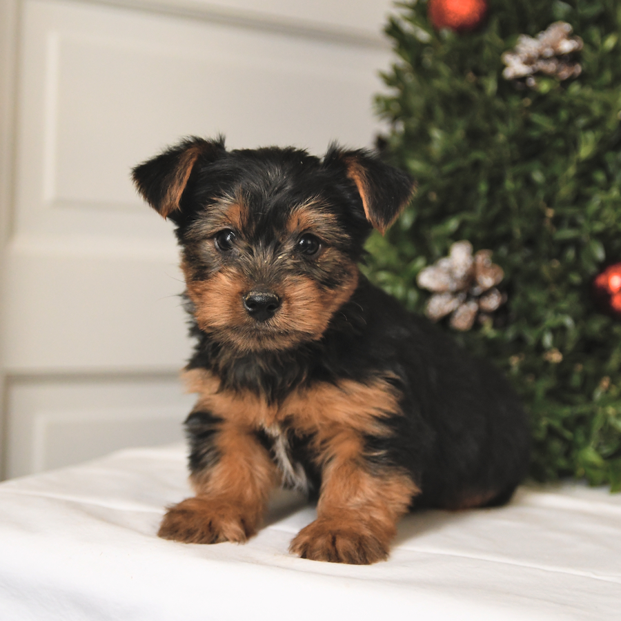Skippy Yorkshire Terrier Puppy for Sale in Belleville, PA Lancaster