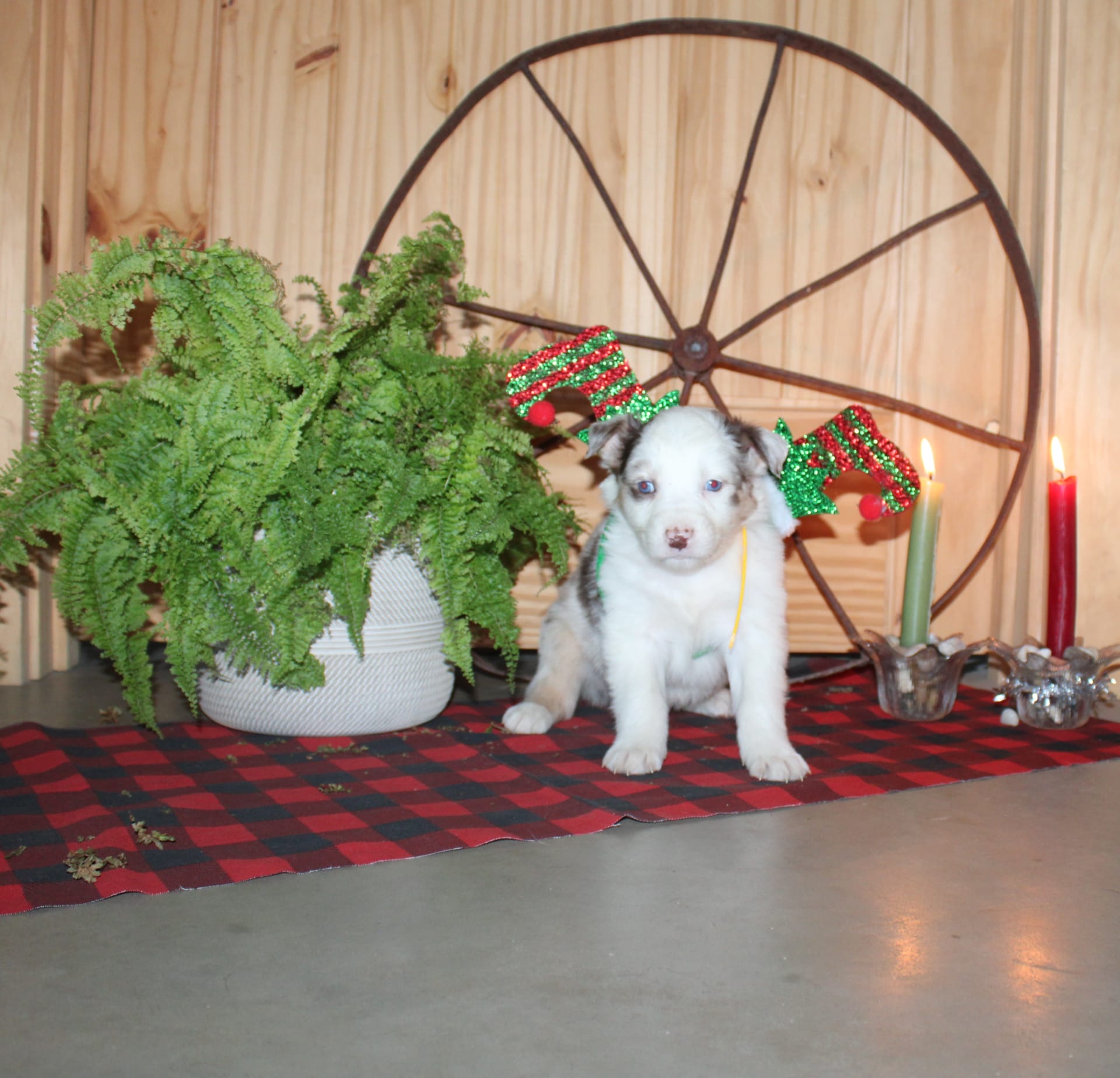 Brady Australian Shepherd Puppy for Sale in Springfield Center, NY Lancaster Puppies