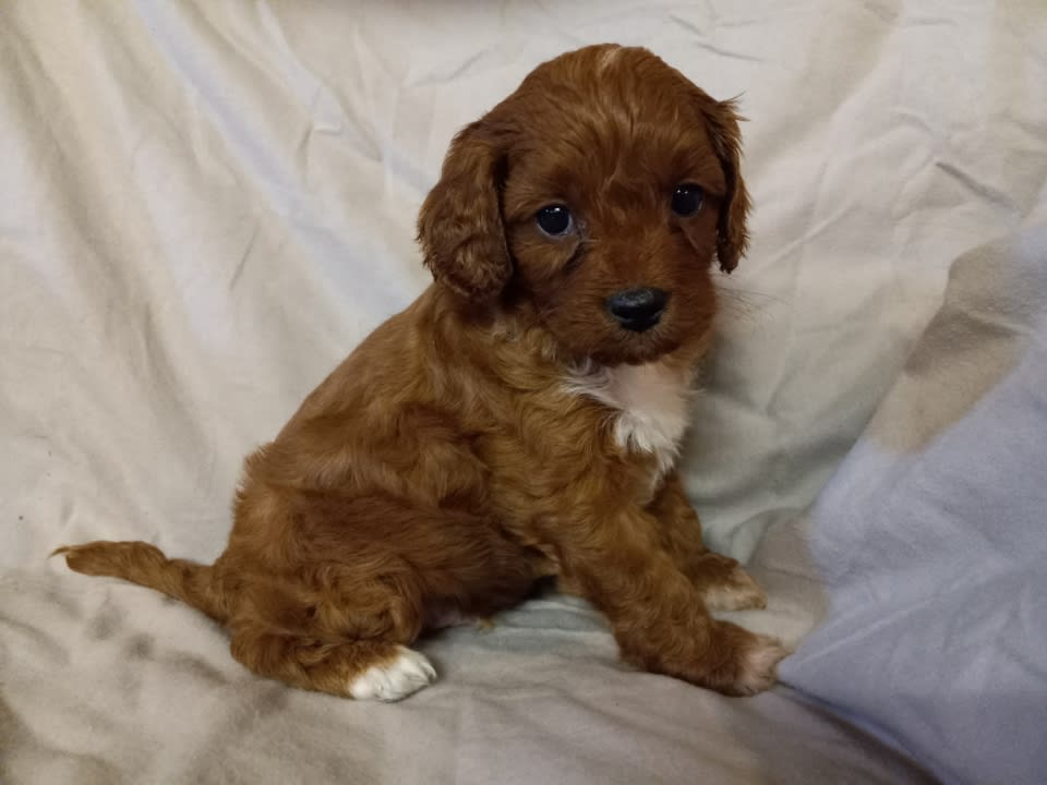 Fudge Cavapoo Puppy for Sale in McAlisterville, PA Lancaster Puppies