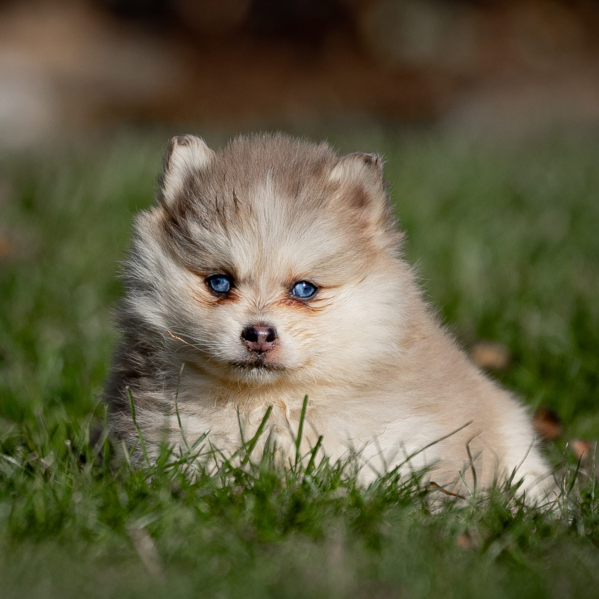 Connie Pomsky Puppy for Sale in Drumore, PA Lancaster Puppies