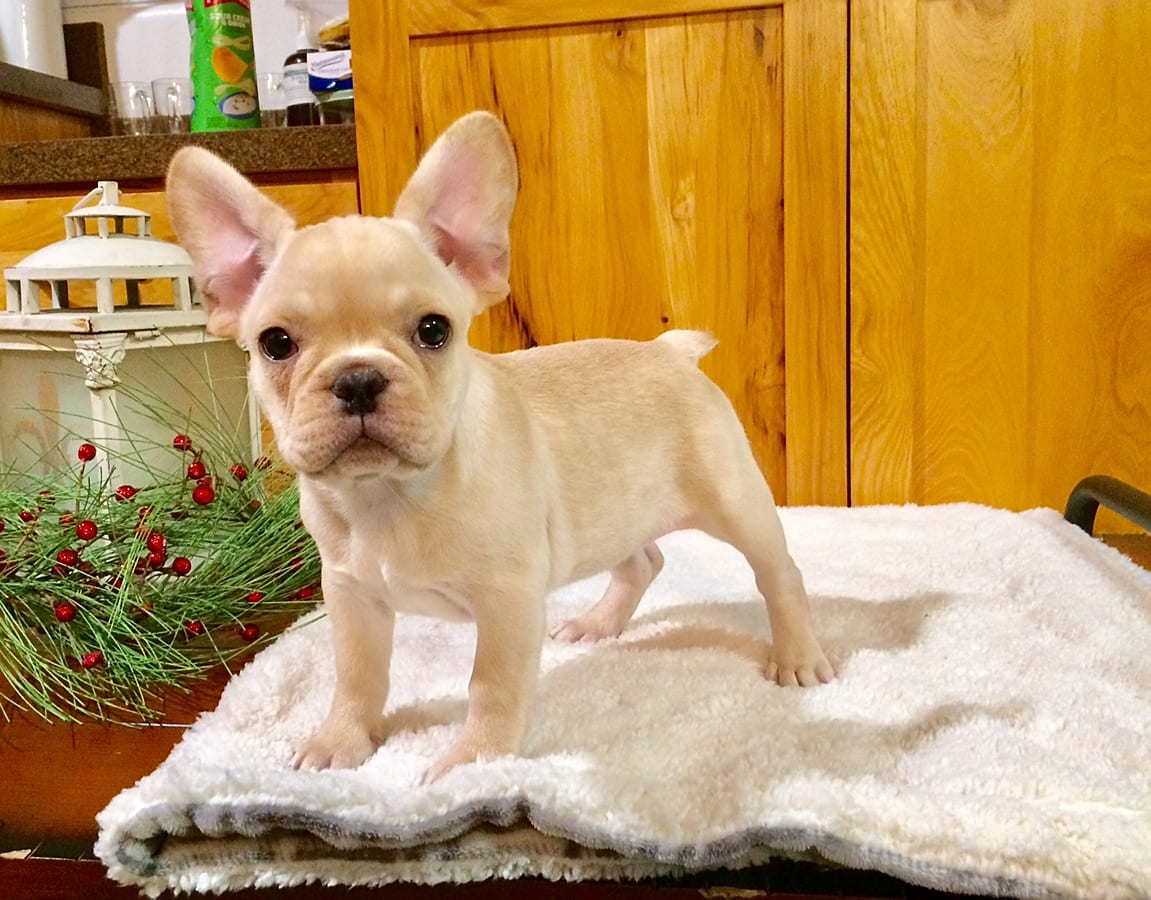 Orlanda - French Bulldog Puppy for Sale in Dundee, OH | Lancaster Puppies