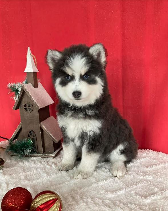 Jaxson Pomsky Puppy for Sale in Paradise, PA Lancaster Puppies