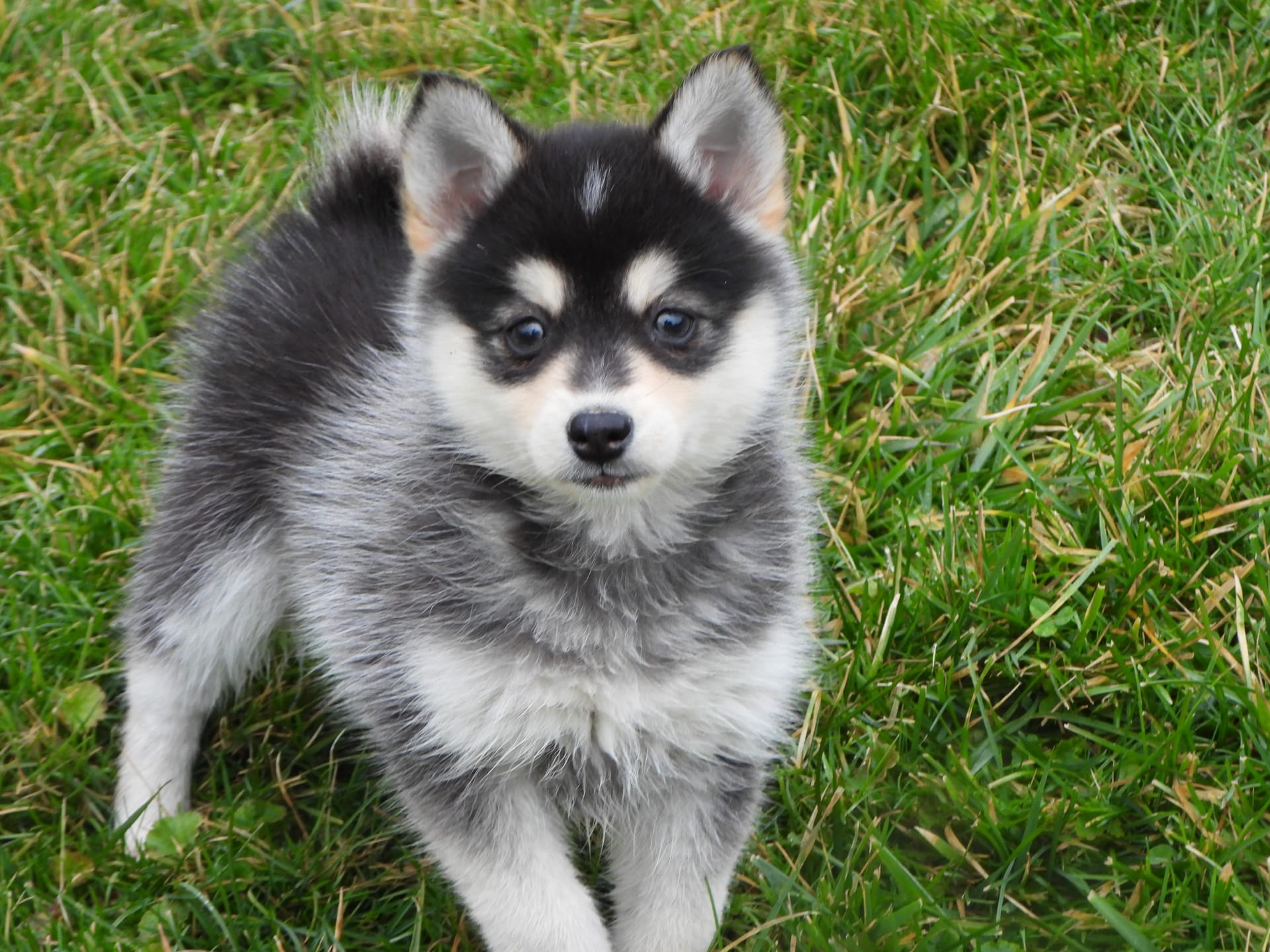Reed - Pomsky Puppy for Sale in Walhonding, OH | Lancaster Puppies