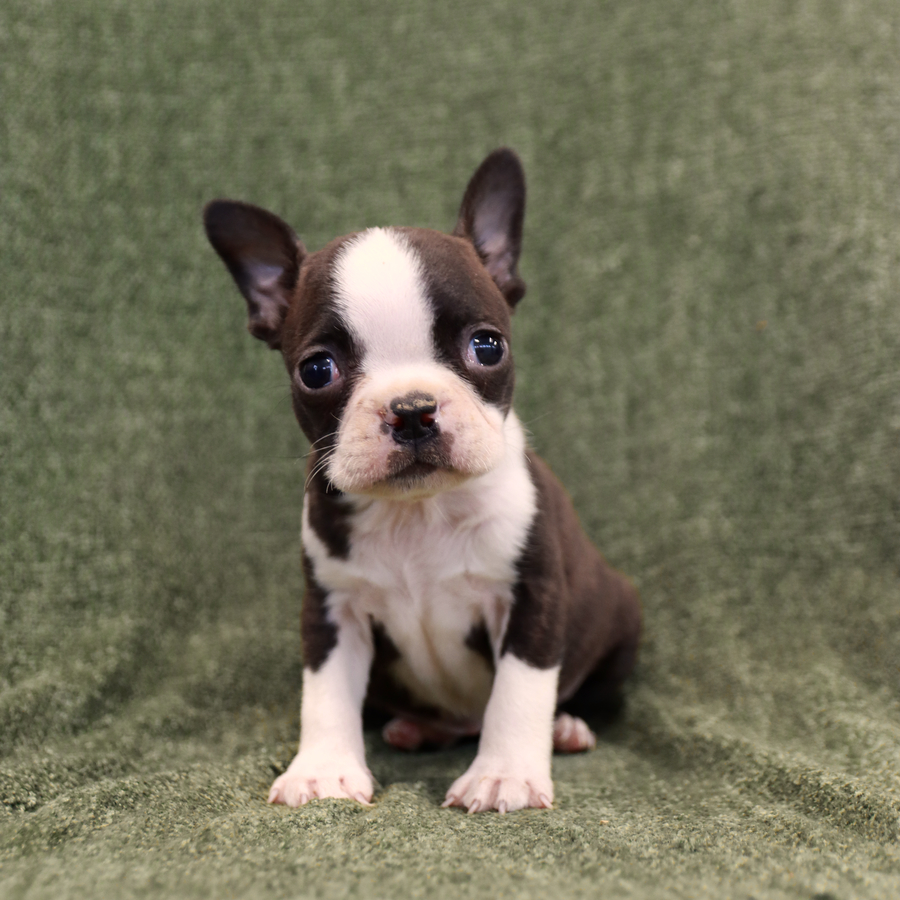 Tiny - Boston Terrier Puppy for Sale in Richfield, PA | Lancaster Puppies