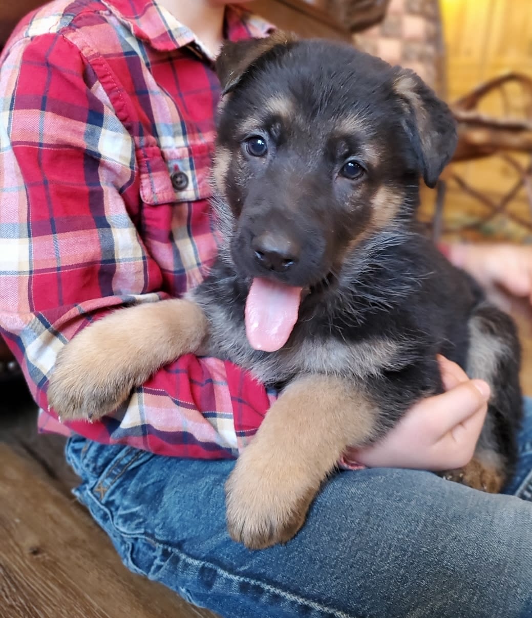 Emmy German Shepherd Puppy for Sale in Dundee, OH Lancaster Puppies