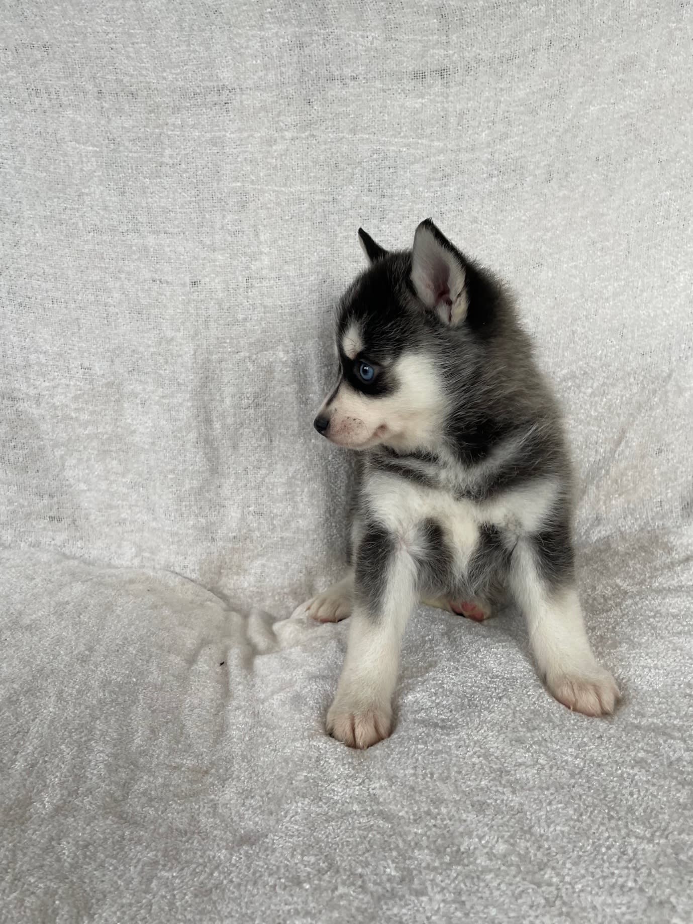 Grace Pomsky Puppy for Sale in Sugarcreek, OH Lancaster Puppies