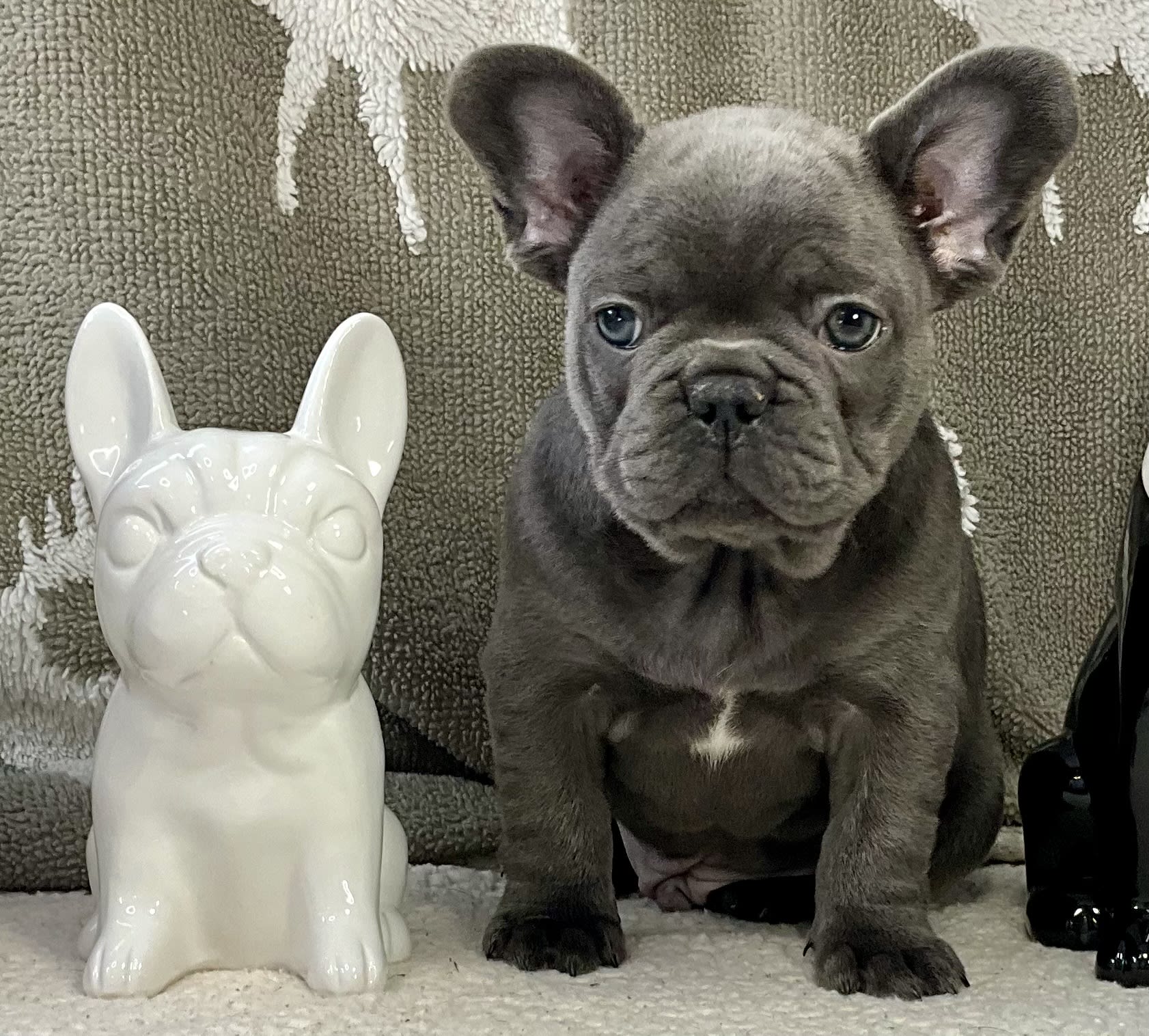 Aspen - French Bulldog Puppy for Sale in Princeton, IN | Lancaster Puppies