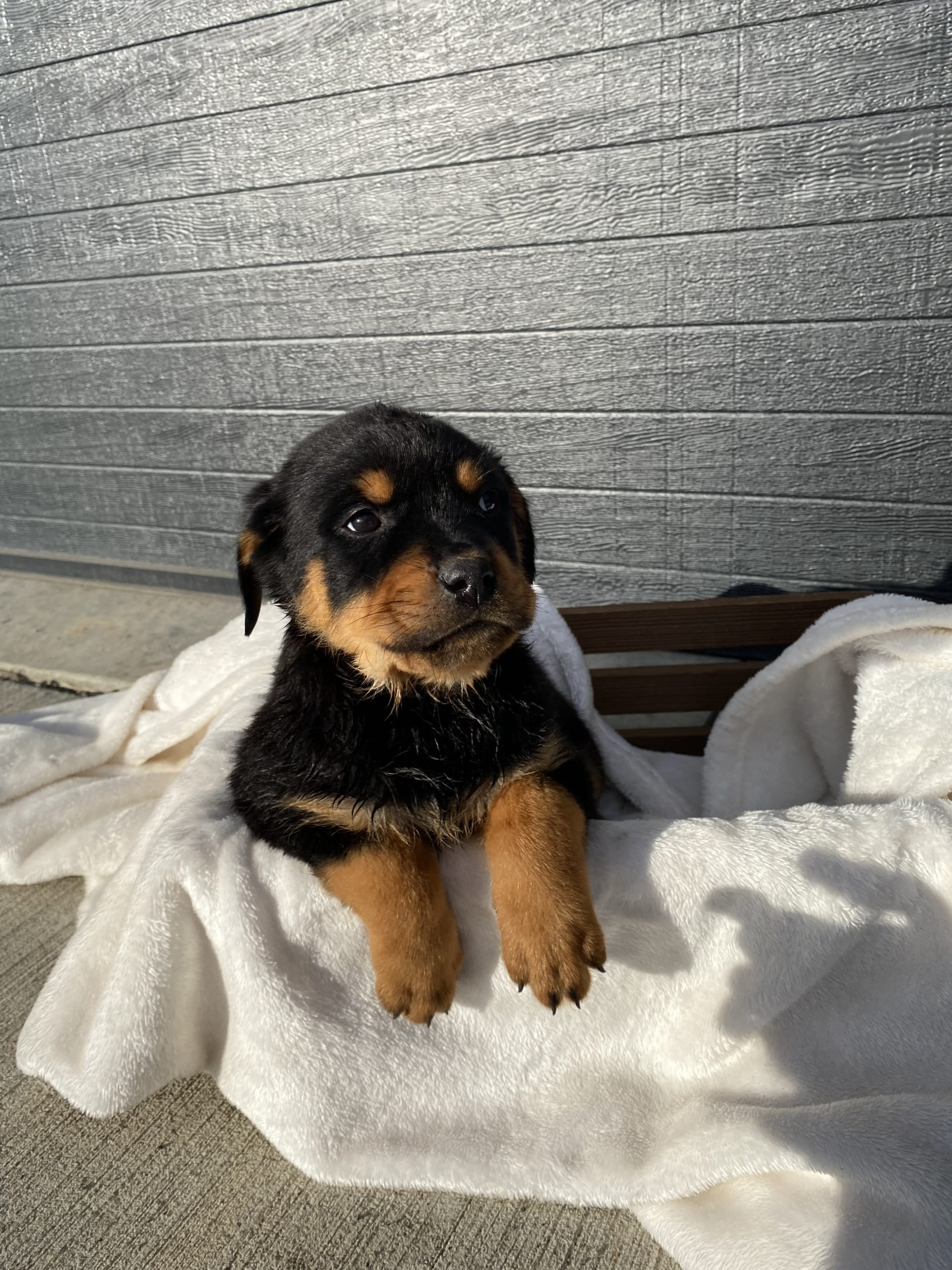 Zeus Rottweiler Puppy for Sale in Dundee, OH Lancaster Puppies
