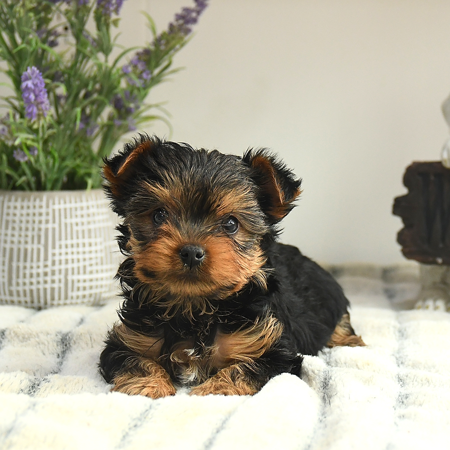 Smores Yorkshire Terrier Puppy for Sale in Dalmatia, PA Lancaster