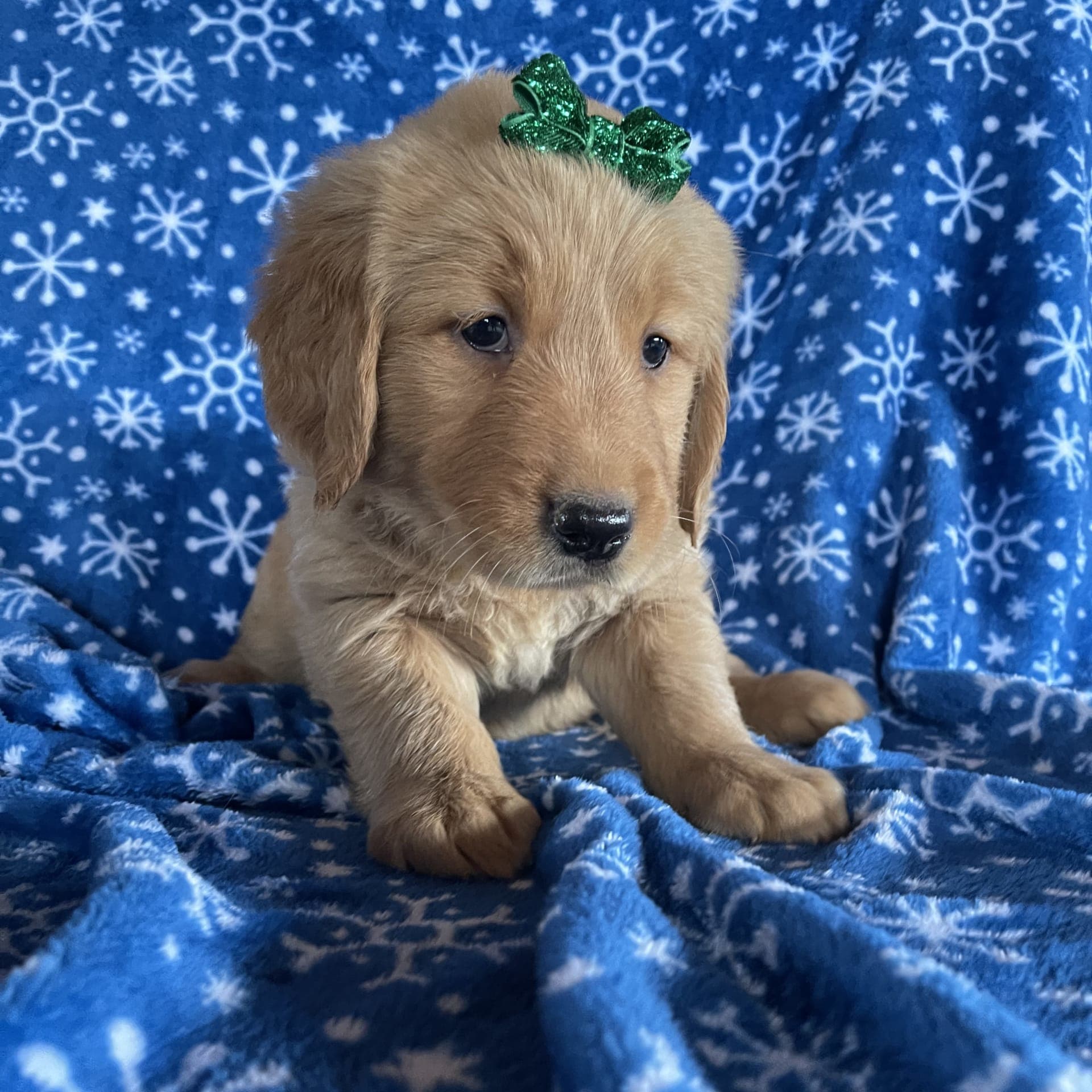 Hilary Golden Retriever Puppy for Sale in Lancaster, PA Lancaster Puppies
