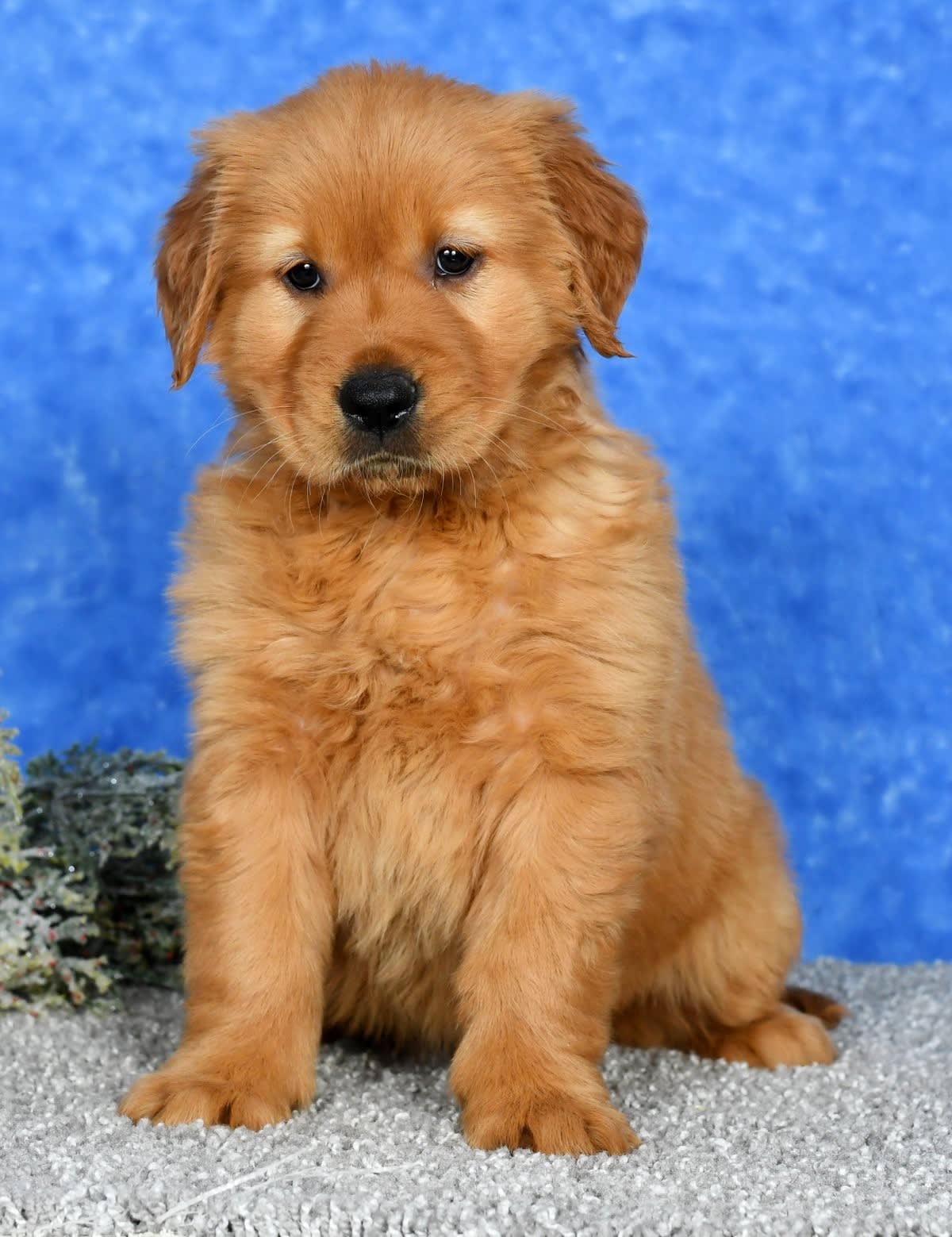 Lancaster Puppies Golden Retriever - mu6pehp