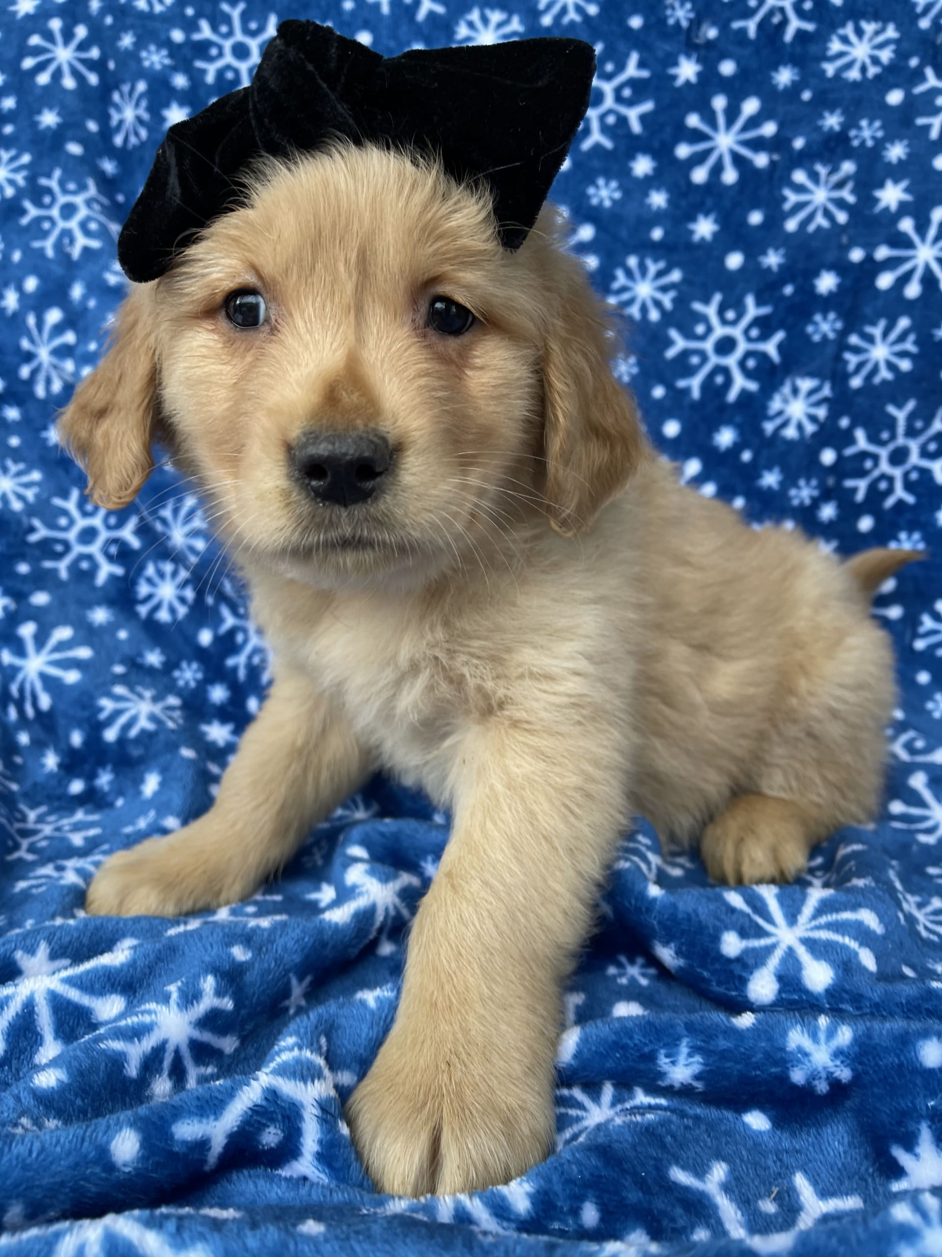 Lancaster Puppies Golden Retriever - c5nzq3f