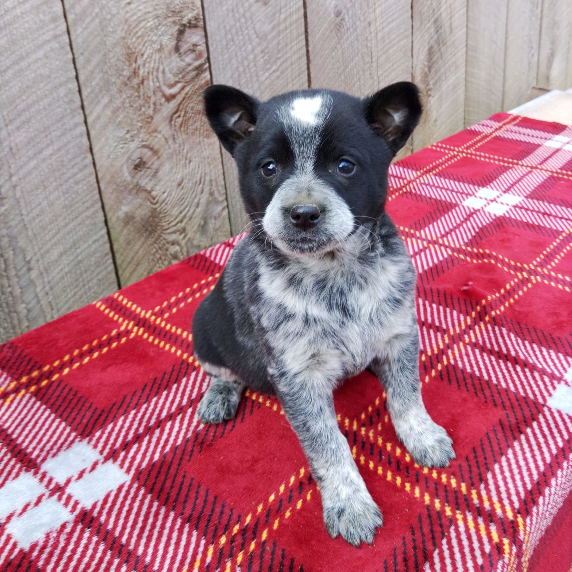 Sage Australian Cattle Dog Puppy for Sale in Howard, PA Lancaster