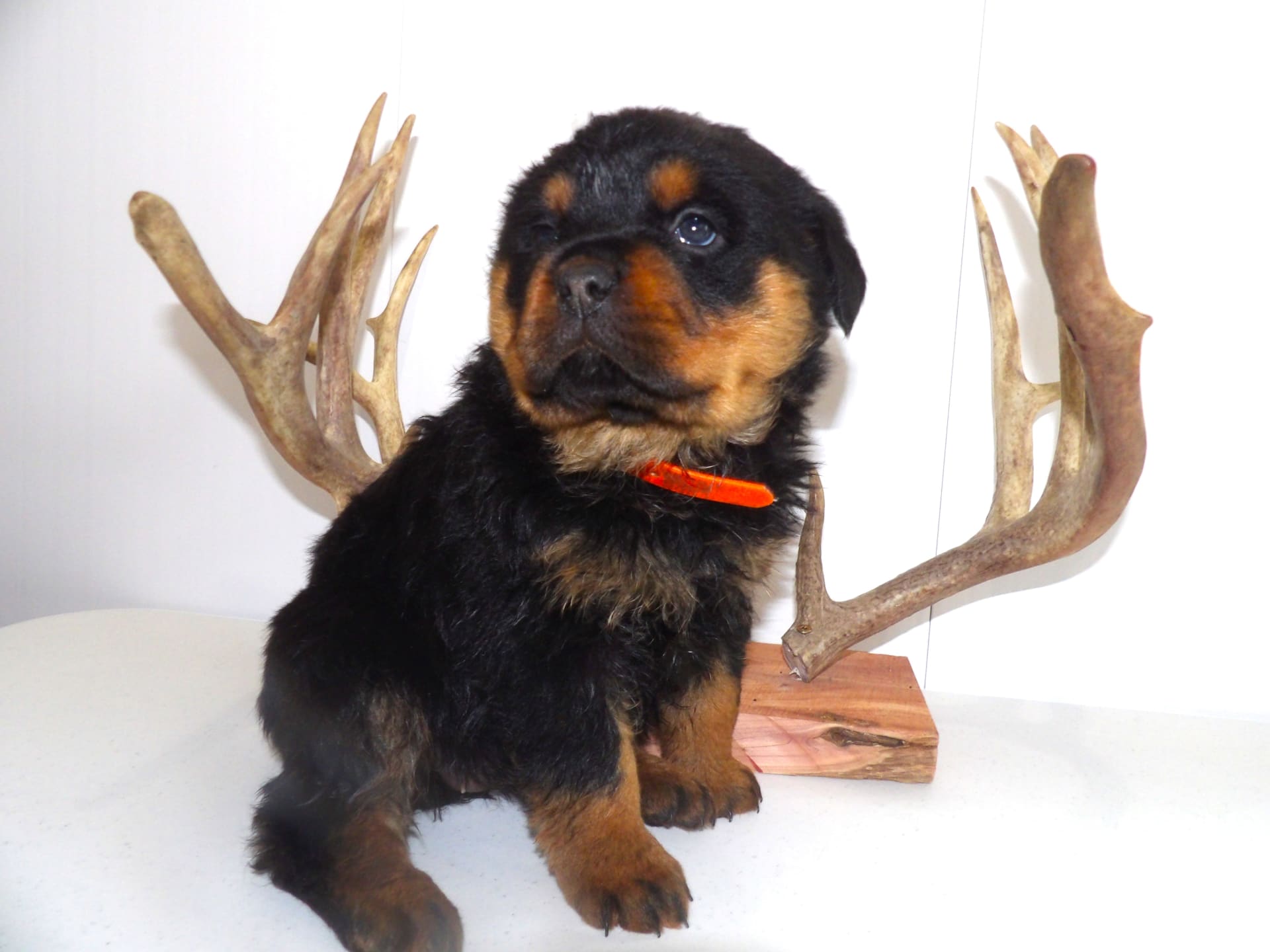 Rosie Rottweiler Puppy for Sale in South Bend, IN Lancaster Puppies
