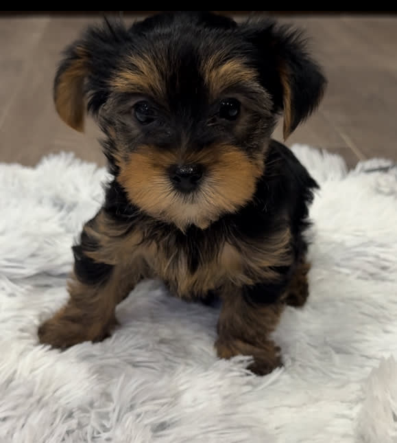 Remmy Yorkshire Terrier Puppy for Sale in Joppa, MD Lancaster Puppies