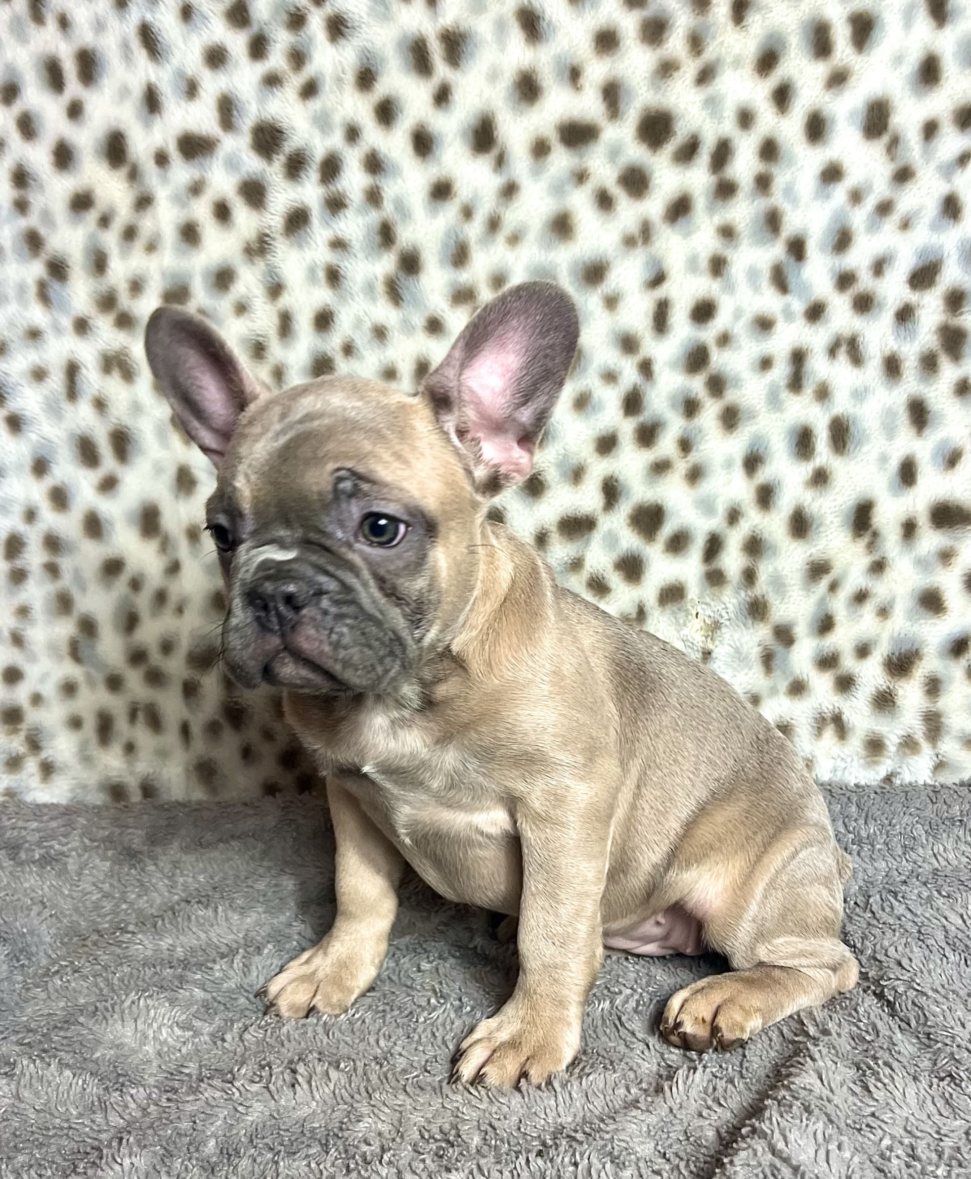 Molly - French Bulldog Puppy for Sale in Millersburg, OH | Lancaster ...