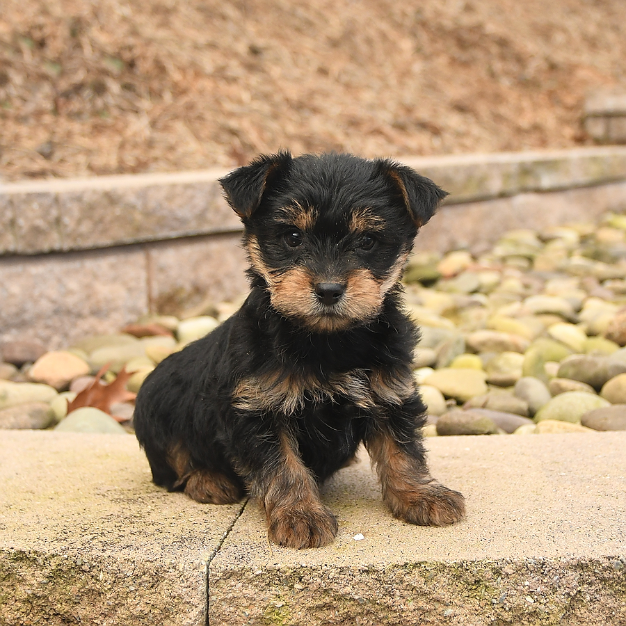Buddy Yorkshire Terrier Puppy for Sale in Belleville, PA Lancaster
