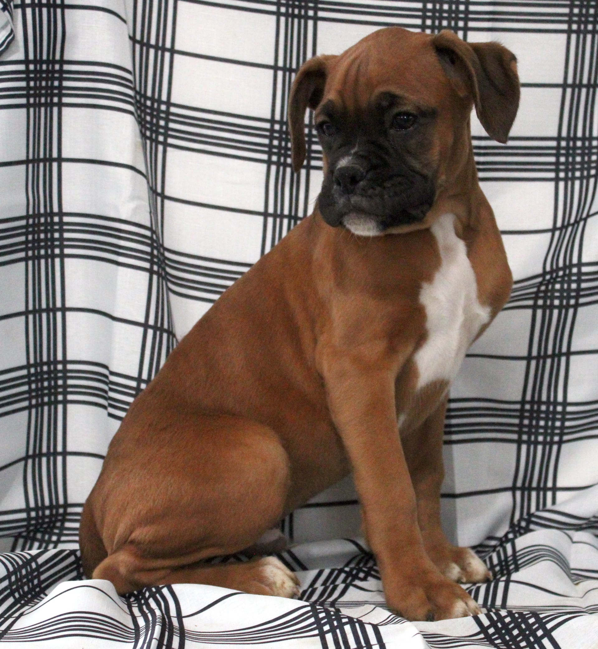 Free Puppies Hagerstown Md - cirq4qx