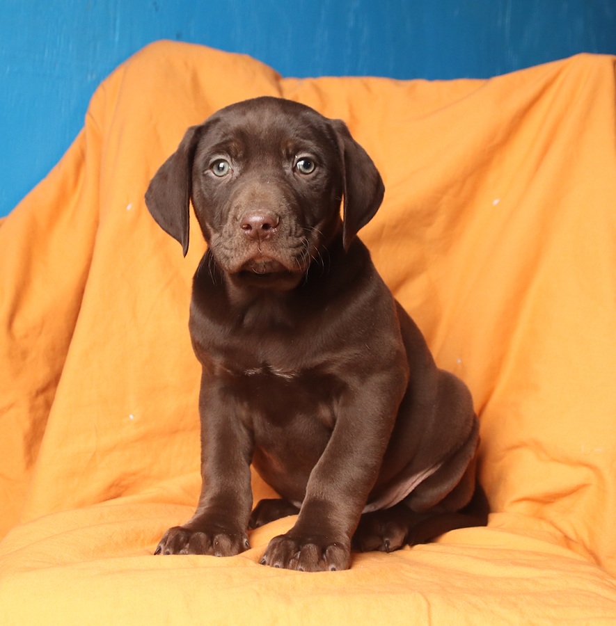 Theo German Shorthaired Pointer and Vizsla Hybrid Puppy for Sale in