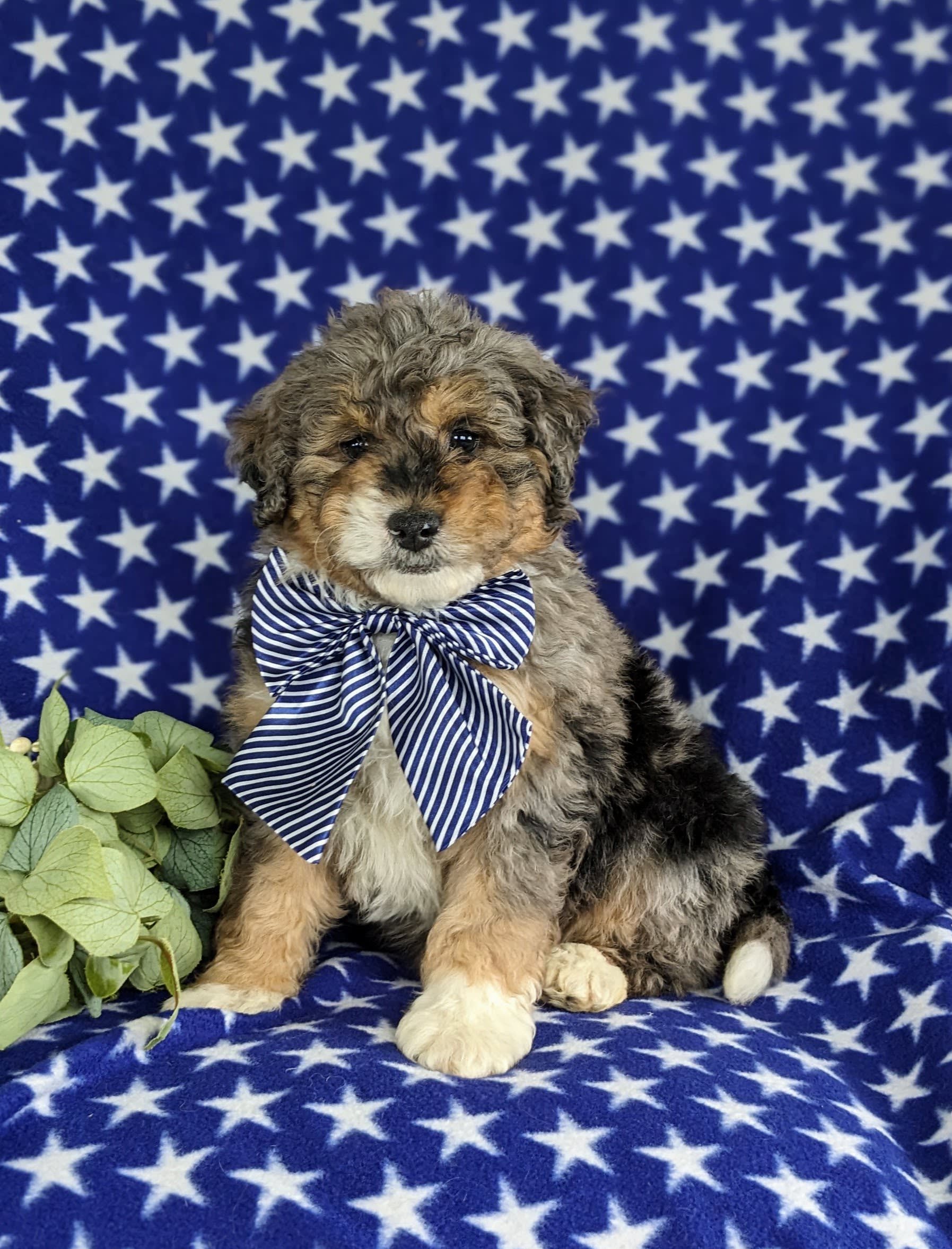 Barnaby F One B Bernedoodle Puppy for Sale in Lancaster, PA