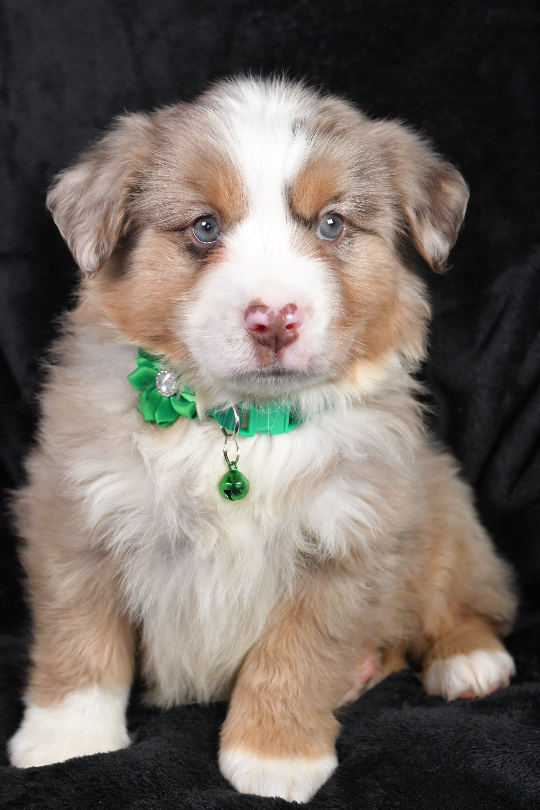 Austen Miniature American Shepherd Puppy for Sale in Millersburg, OH Lancaster Puppies