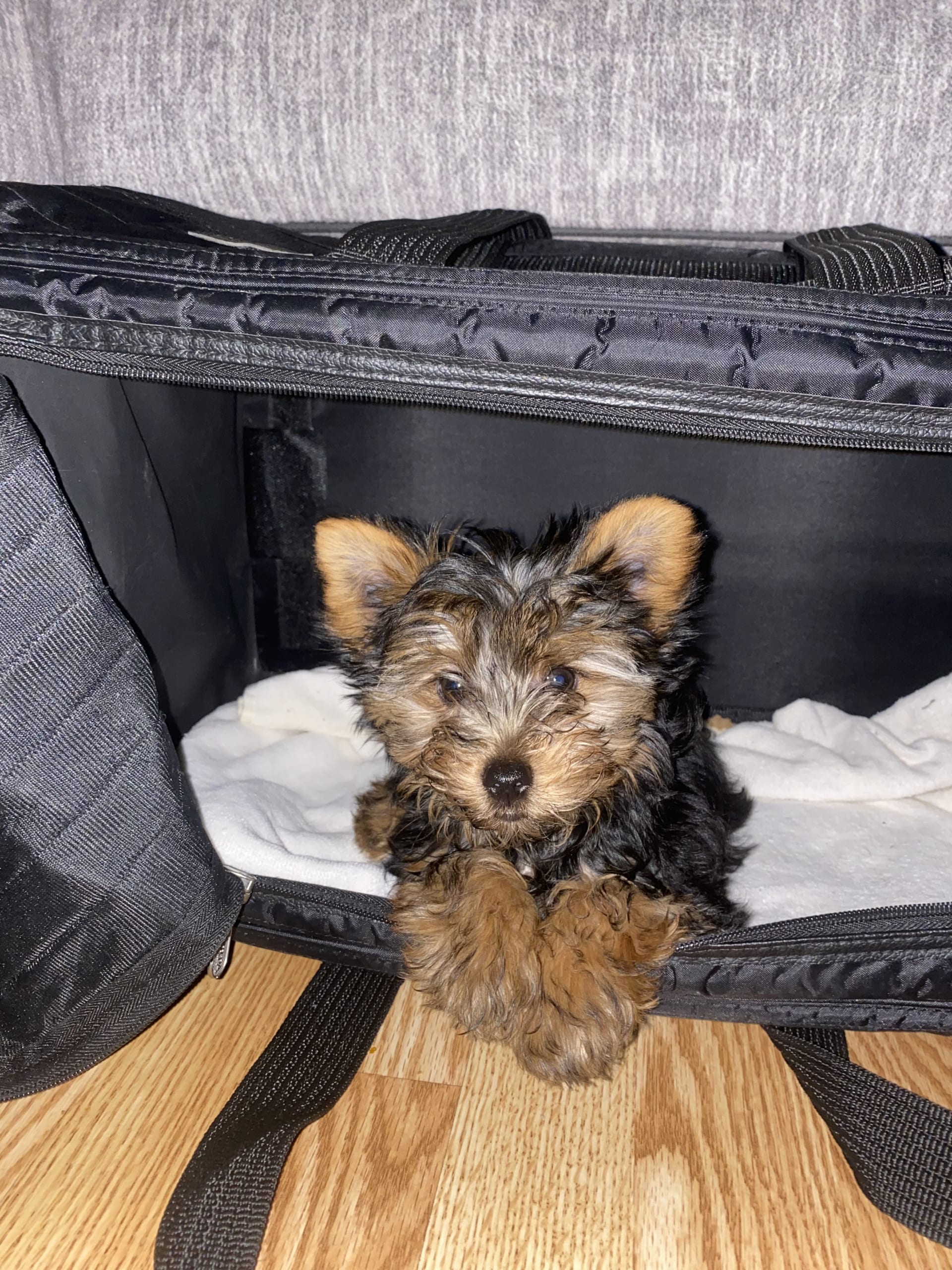 Starla Yorkshire Terrier Puppy for Sale in Allentown, PA Lancaster