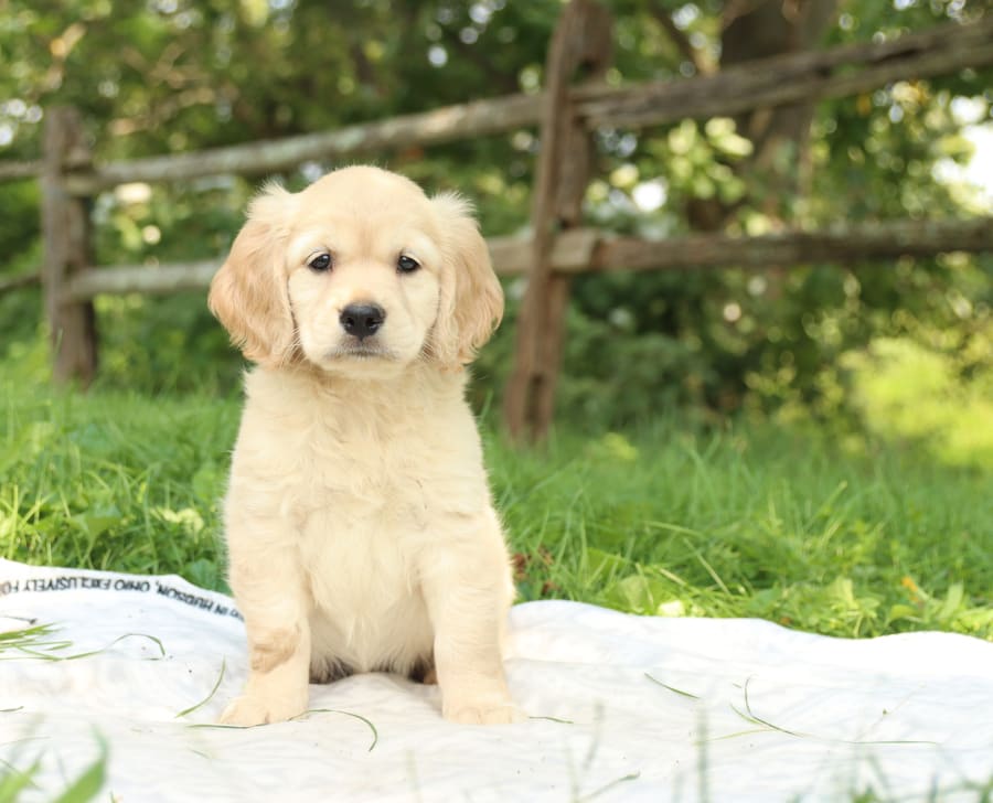 Photo of Miniature Golden Retriever