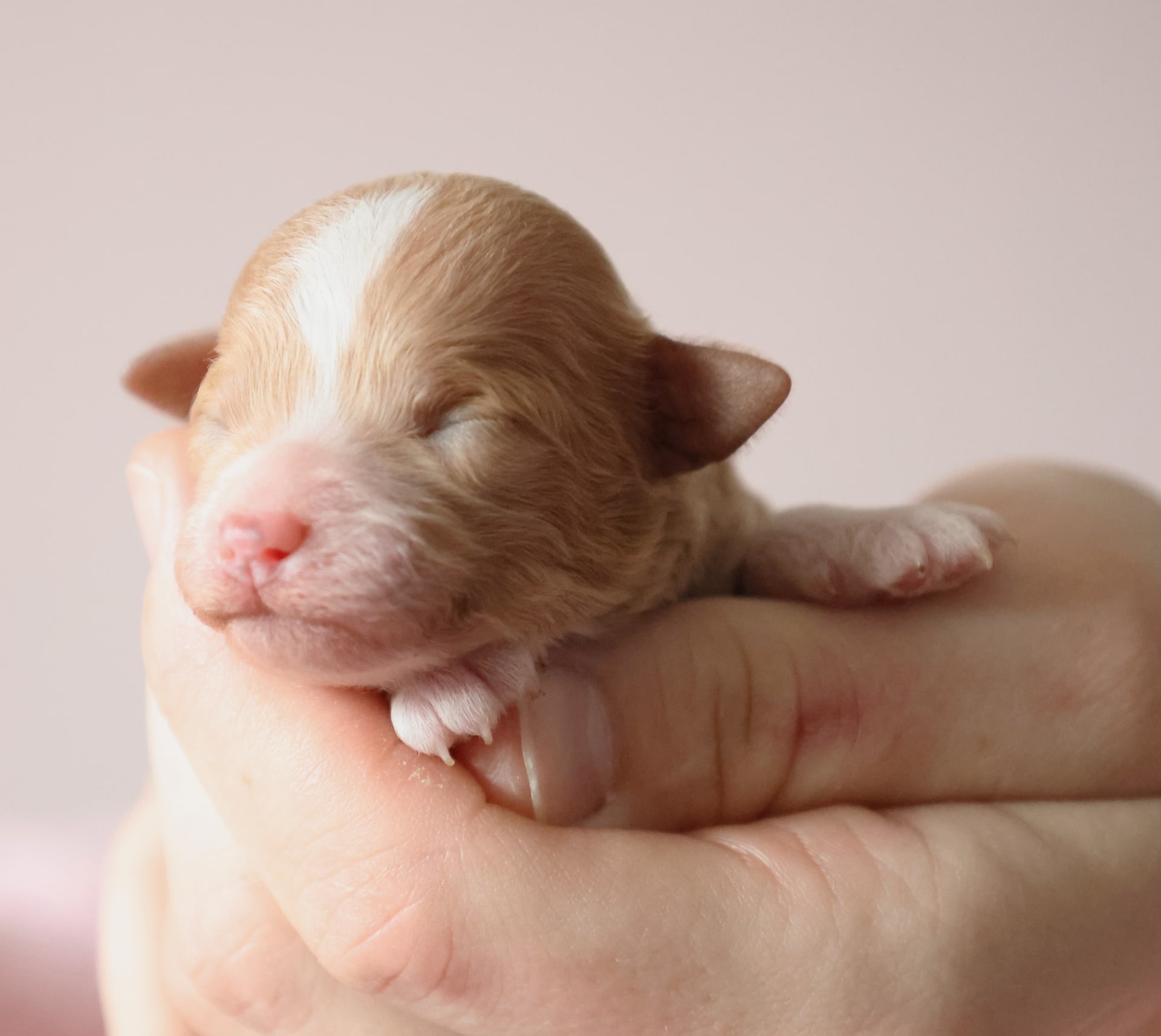 Flower Goldendoodle Puppy for Sale in Shipshewana, IN Lancaster Puppies