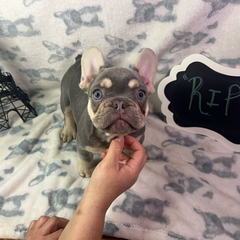 Rip - French Bulldog Puppy for Sale in Ontario, NY | Lancaster Puppies