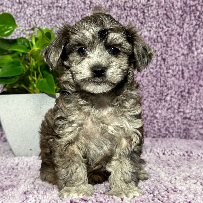 Lacey Havapoo Puppy for Sale in Sugarcreek, OH Lancaster Puppies