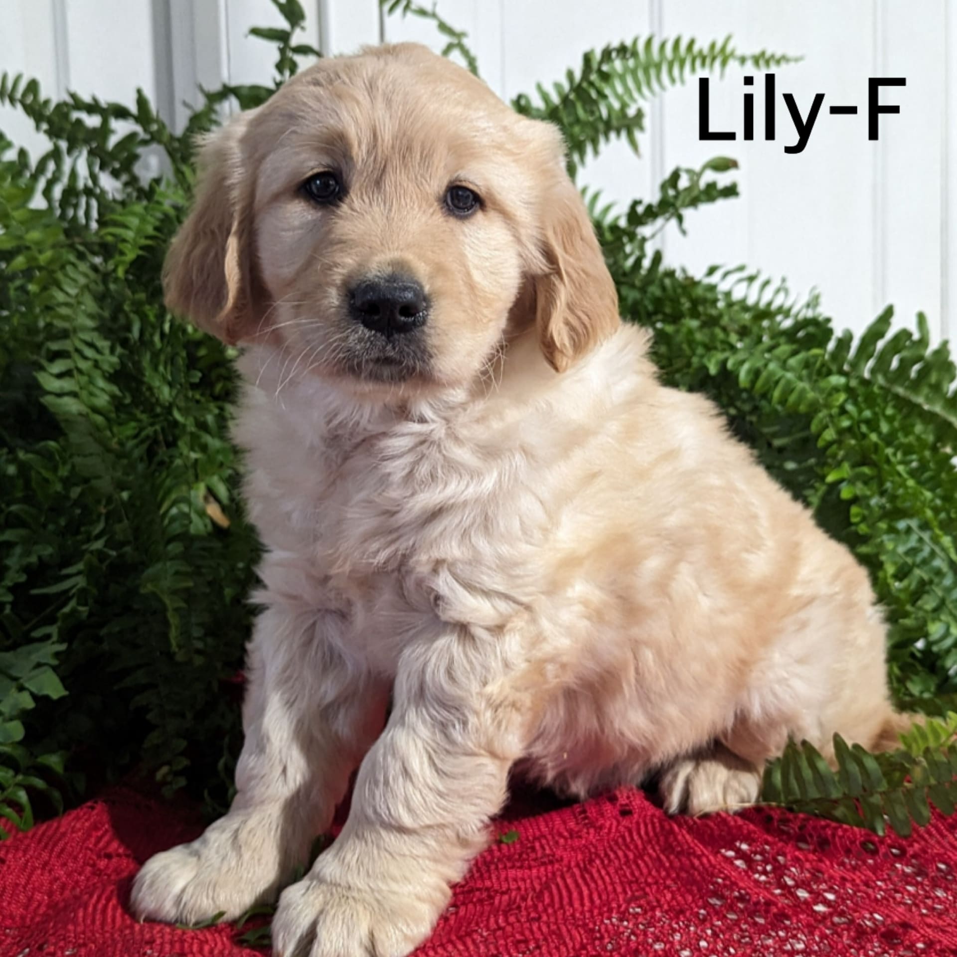 Lancaster Puppies Golden Retriever - wsq53fc