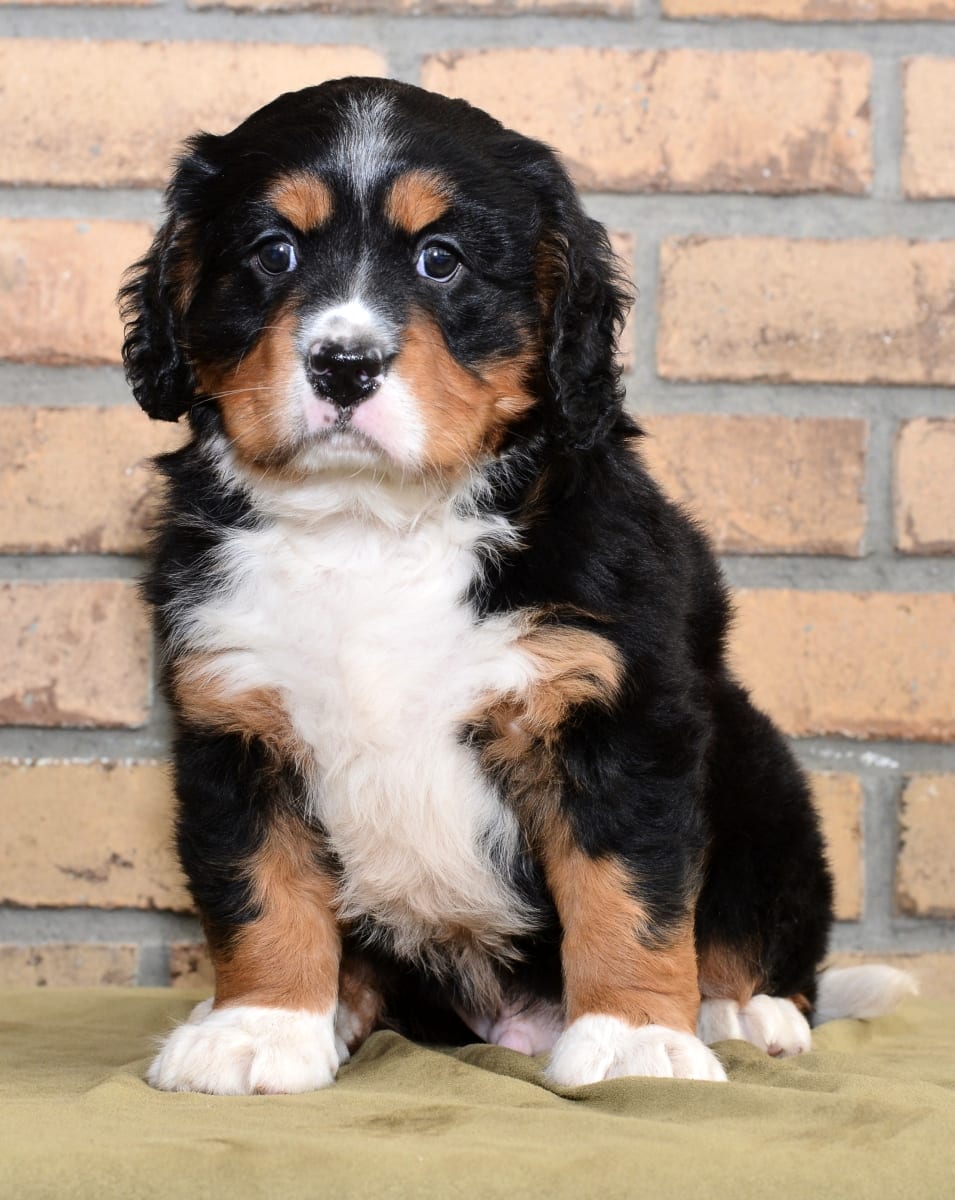 Bernese mountain hot sale dog mini