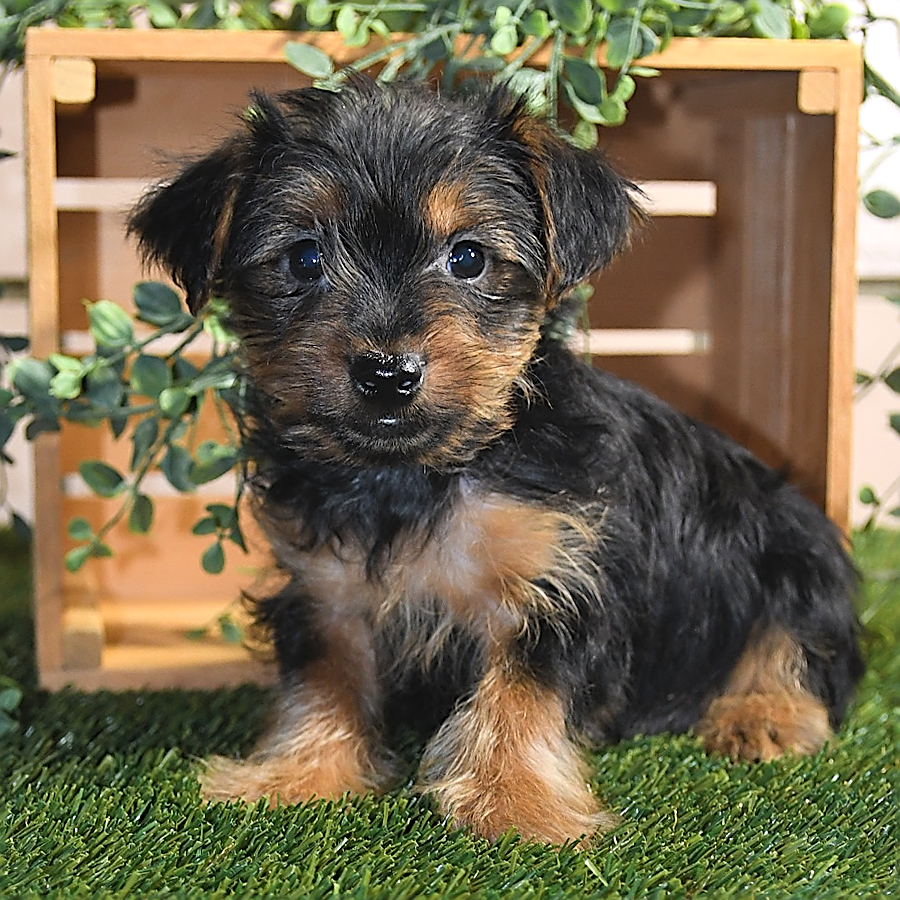 Harry Yorkshire Terrier Puppy for Sale in Baltic, OH Lancaster Puppies