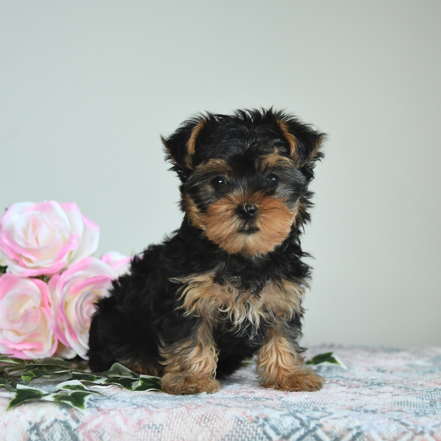 Bella Yorkshire Terrier Puppy for Sale in Milton, PA Lancaster Puppies