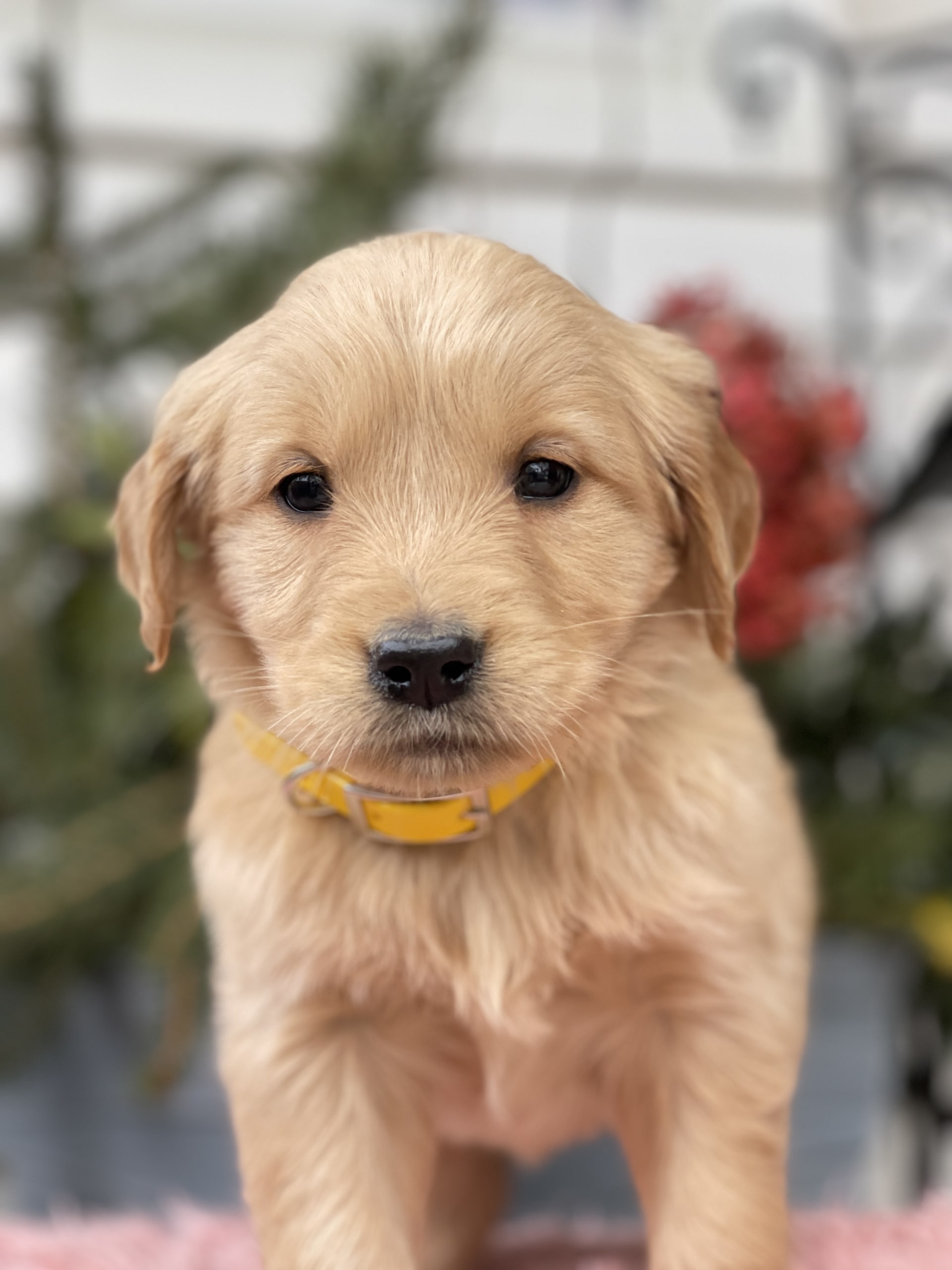 Lancaster Puppies Golden Retriever - 8k07ewo