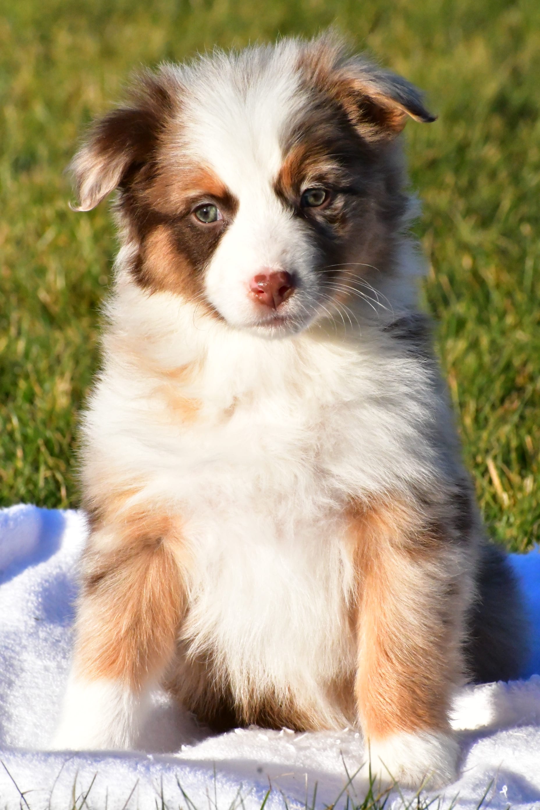 Australian Shepherd Lifespan: How Long Do Australian Shepherds Live? - A-Z  Animals